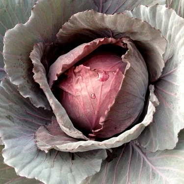 What You Get From A Garden