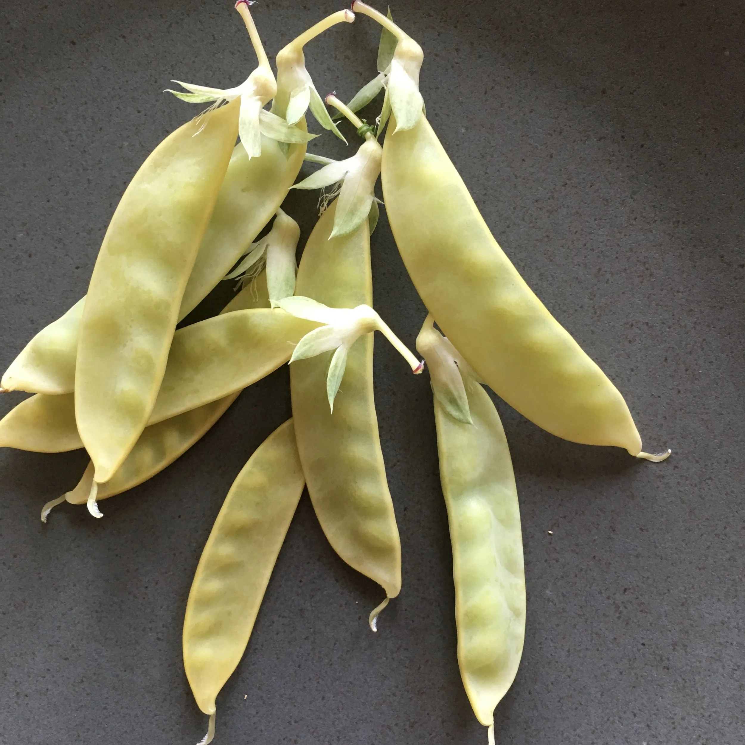 In My San Diego Garden and Kitchen