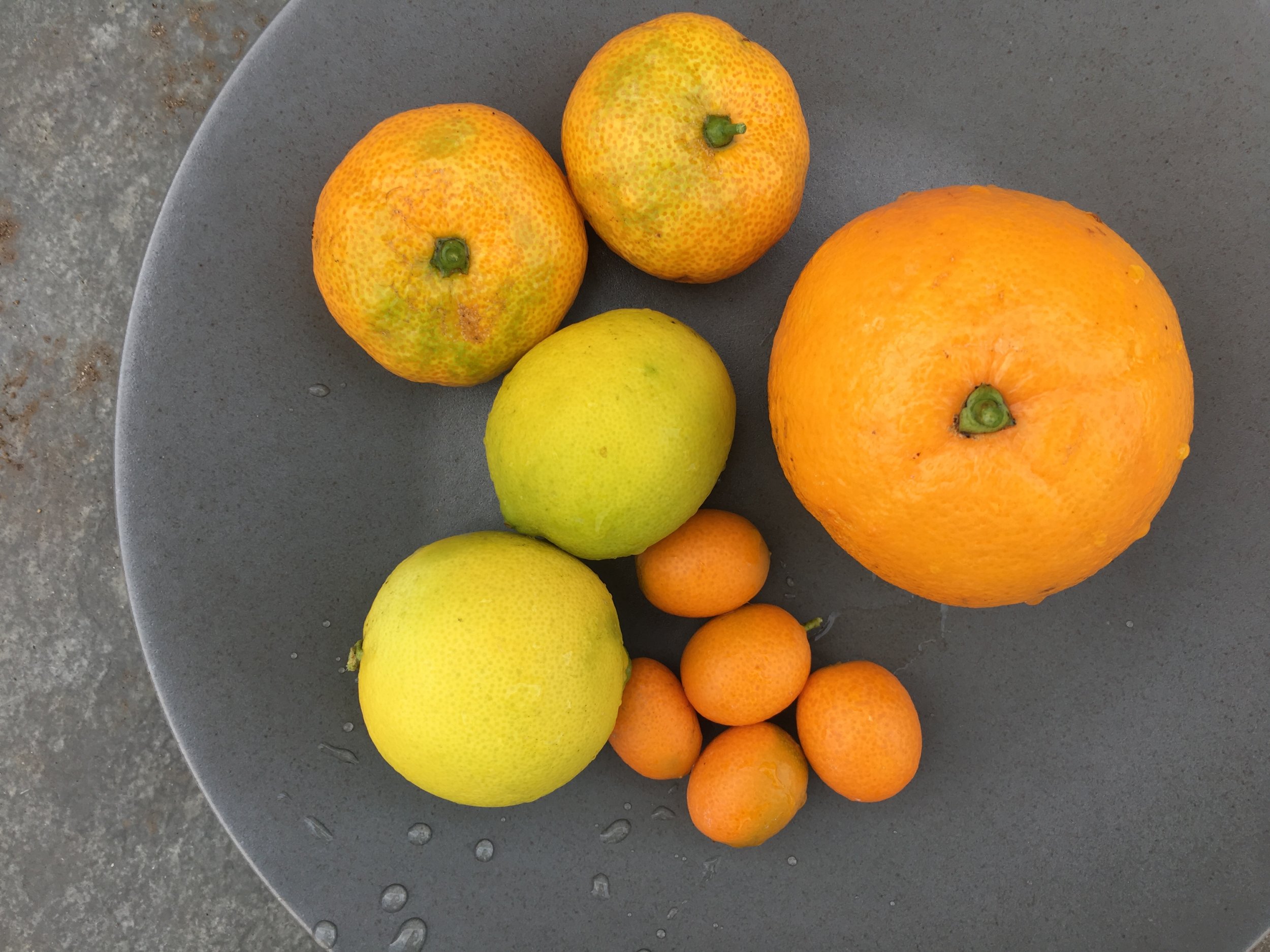 Tangerines, limes, kumquats and an orange