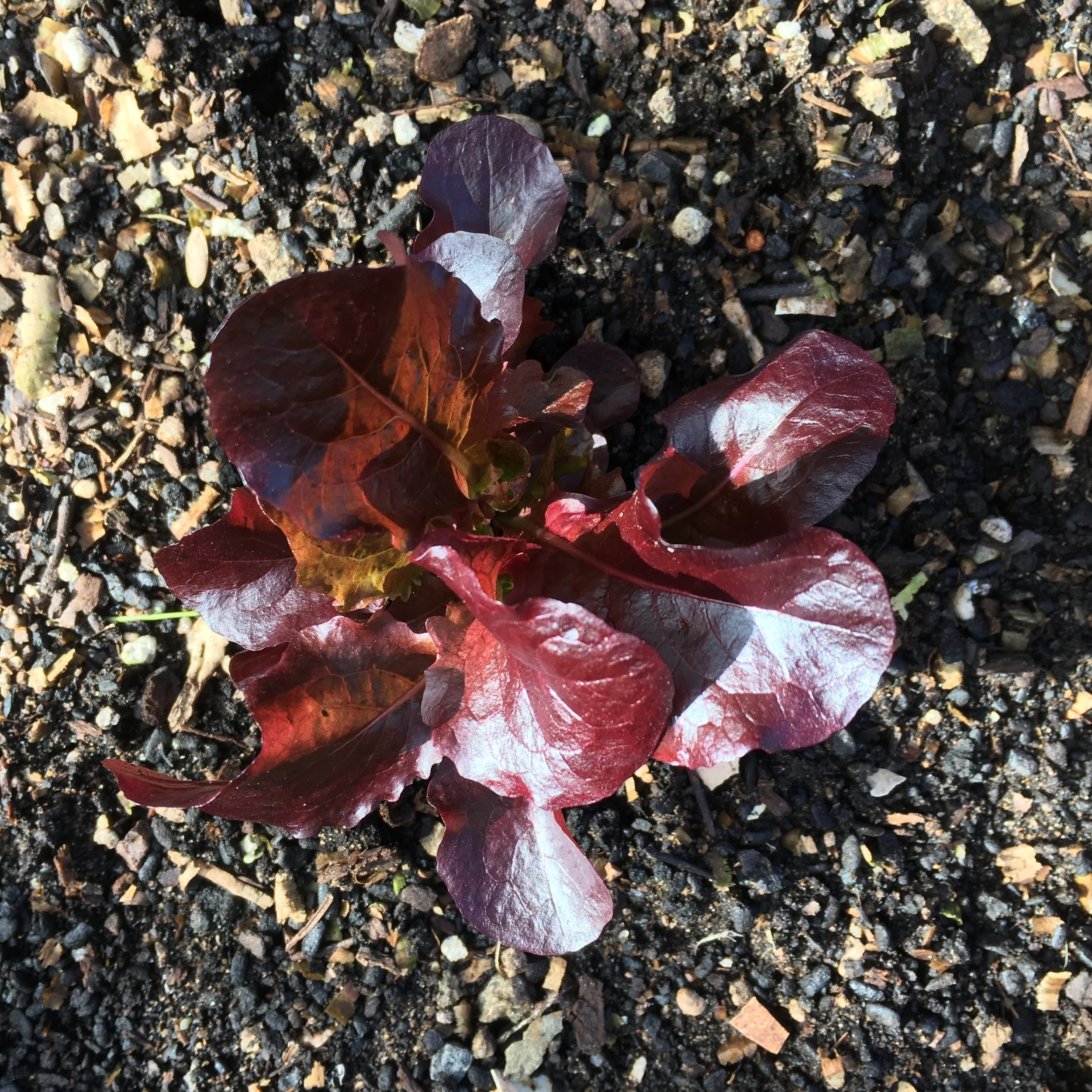 Scenes from the Winter Garden 