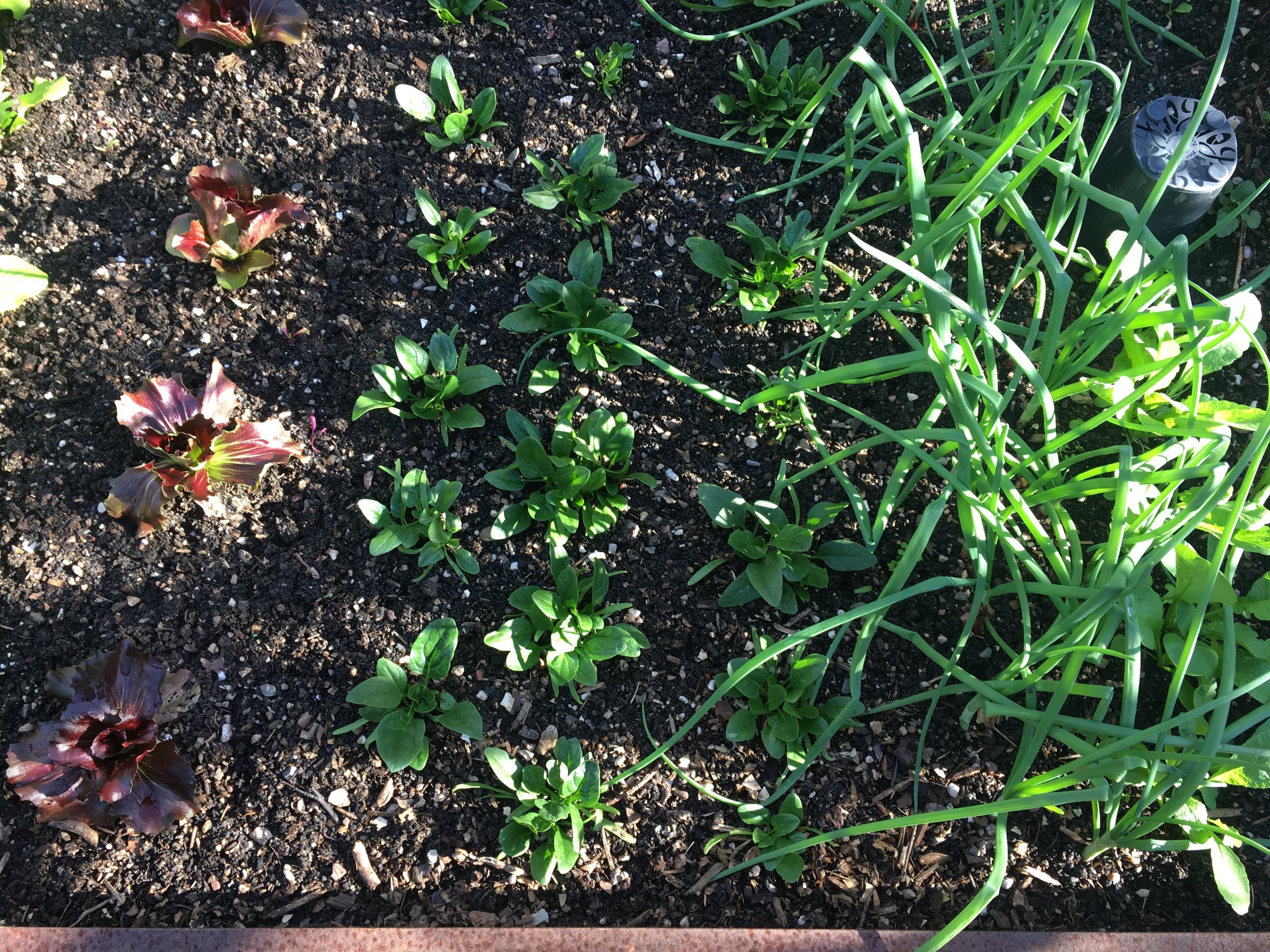 Bed 3: Radicchio, spinach, spring onions, radishes