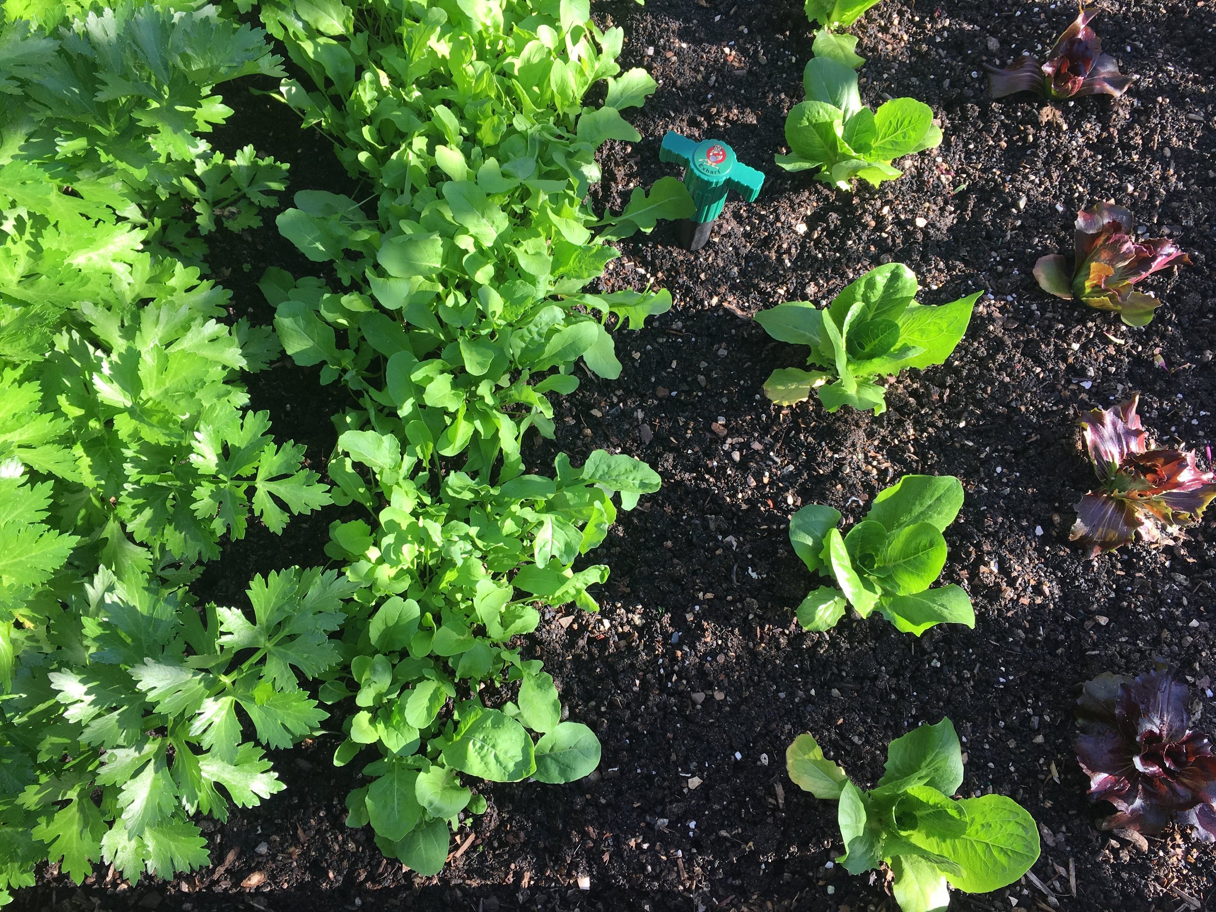 Bed 3: Celery, arugula, lettuce, radicchio
