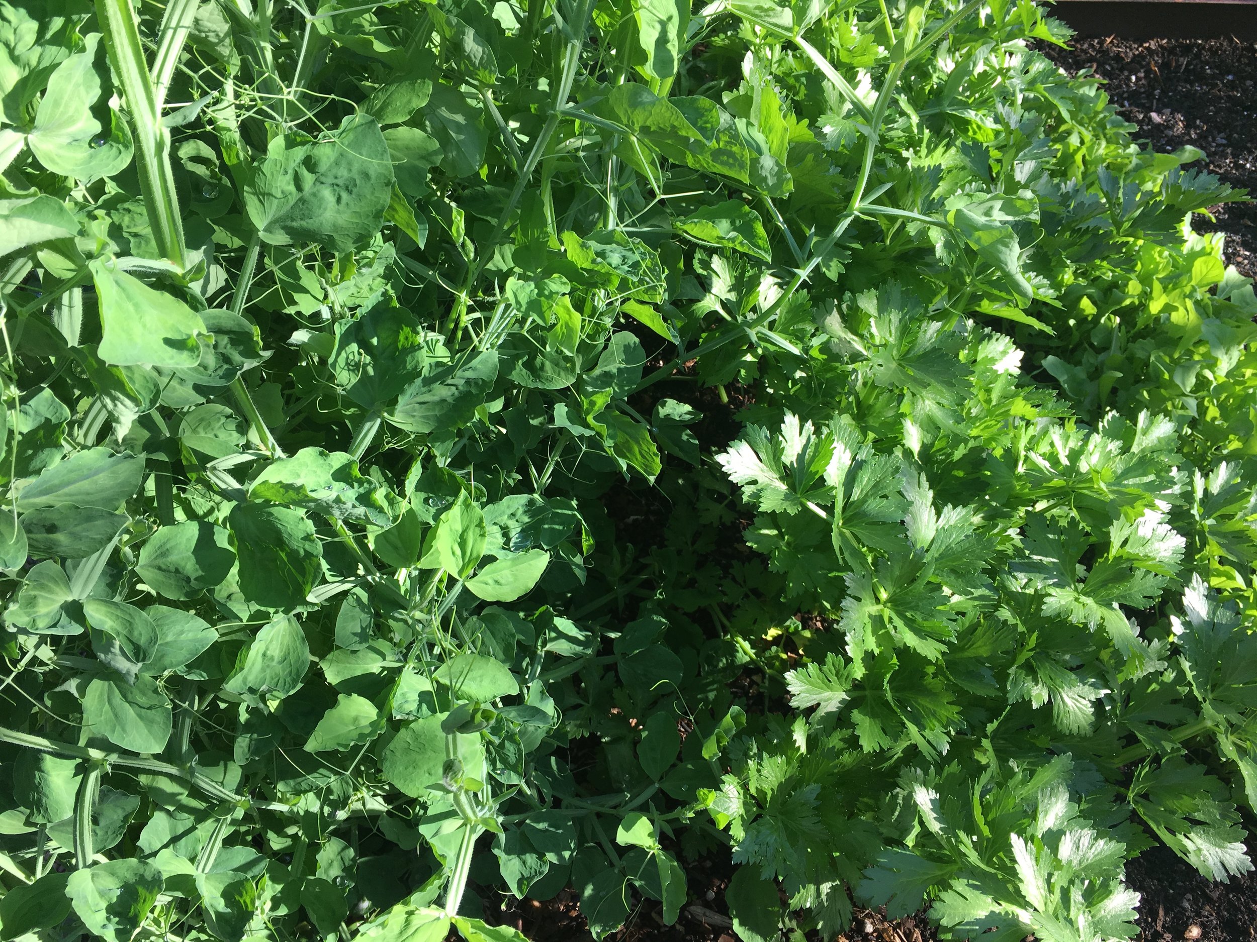 Bed 3: Bi-color sweet peas, celery
