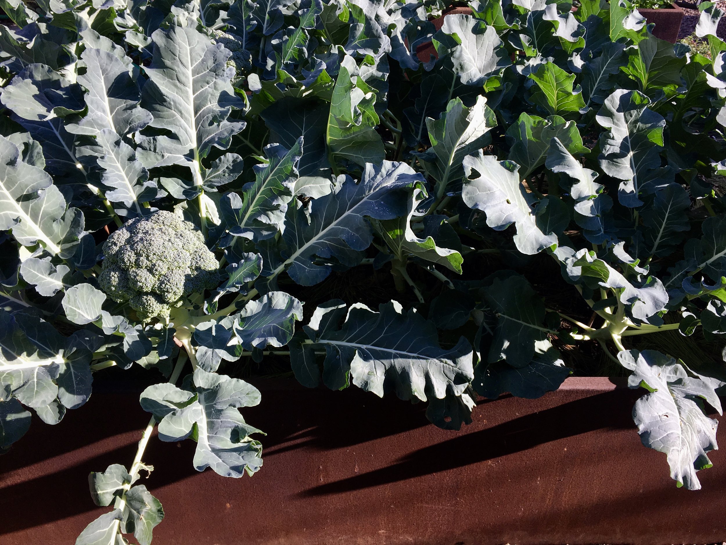 Bed 1: Twelve ‘Premium Crop’ broccoli plants