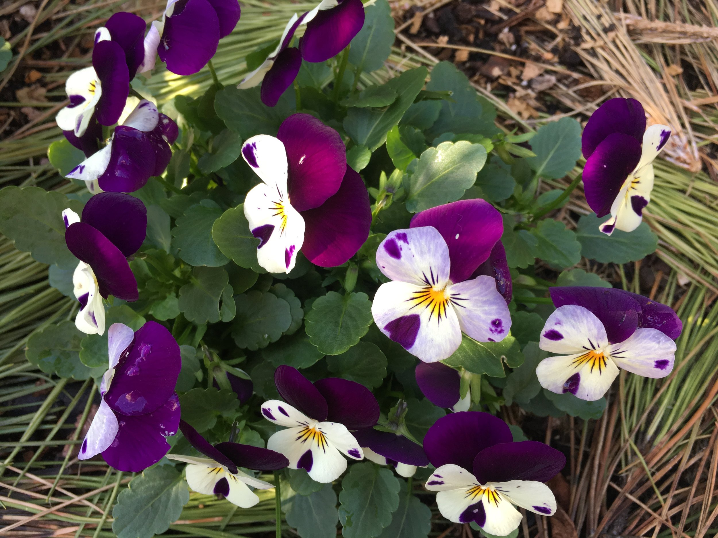 Bed 1: Violas
