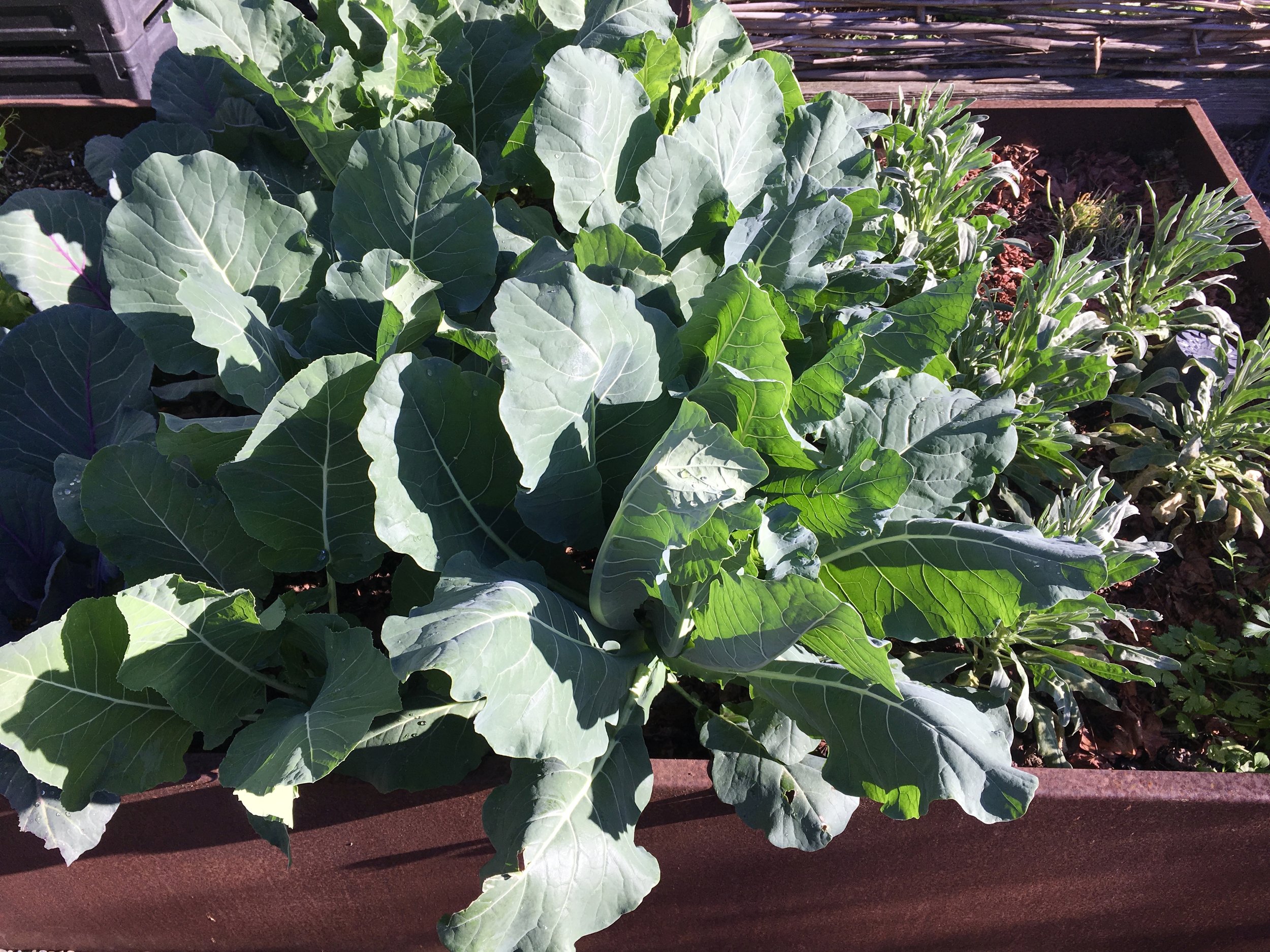 Bed 2: Rainbow cauliflower, Romanesco cauliflower, stock, parsley, chives