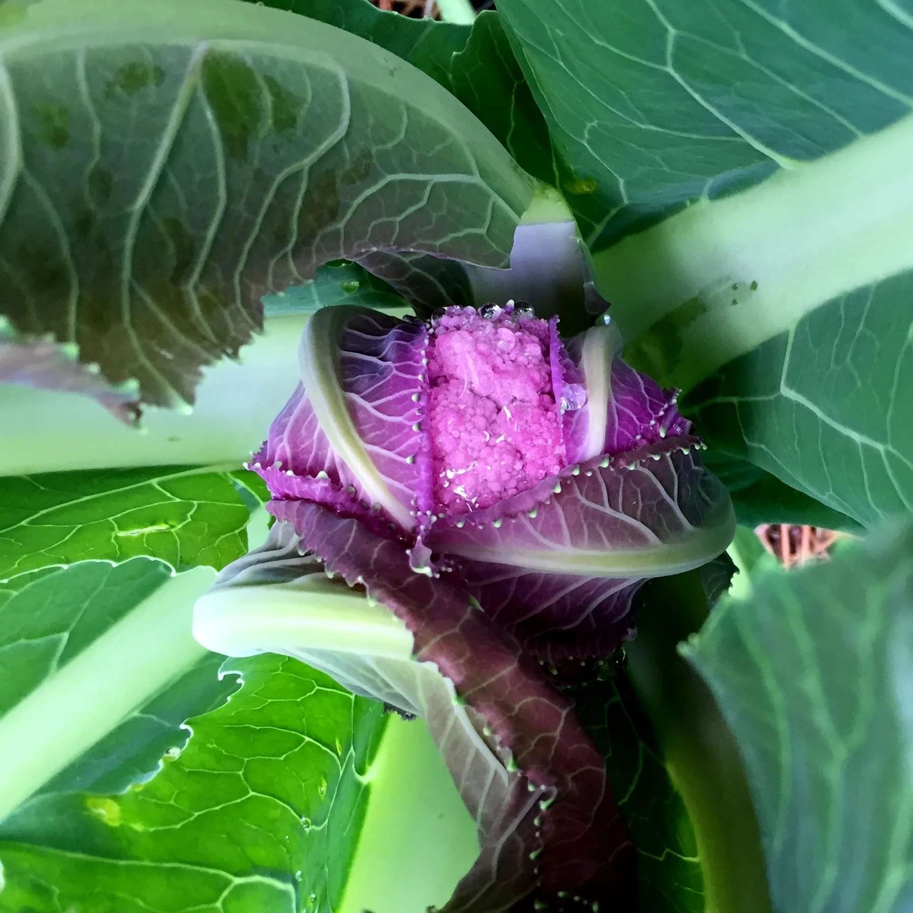 Scenes from the Winter Garden 2-18-16