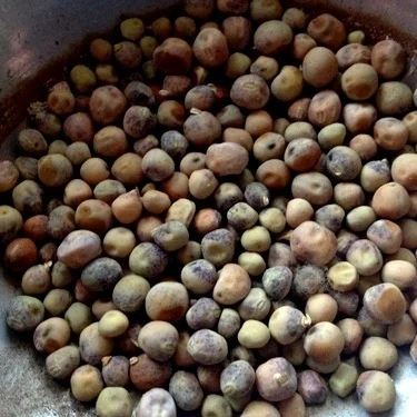Seed Season--Part 1 