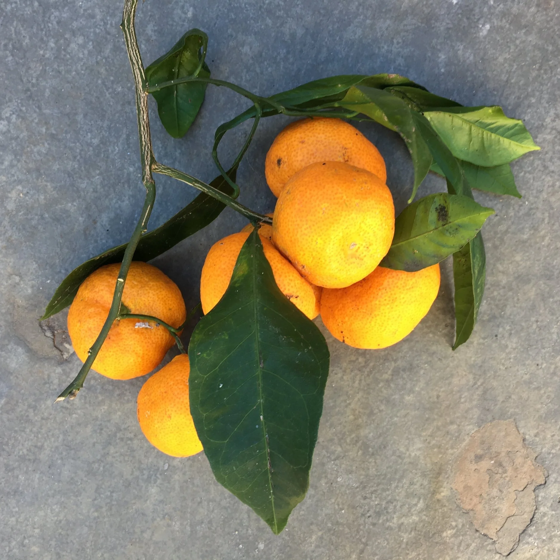In My San Diego Garden and Kitchen