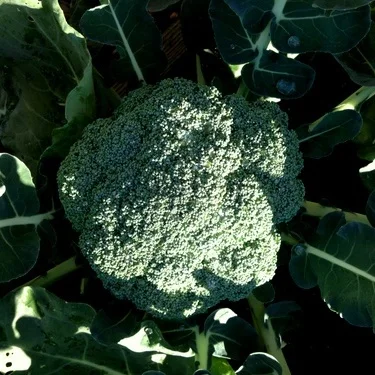 In My San Diego Garden and Kitchen