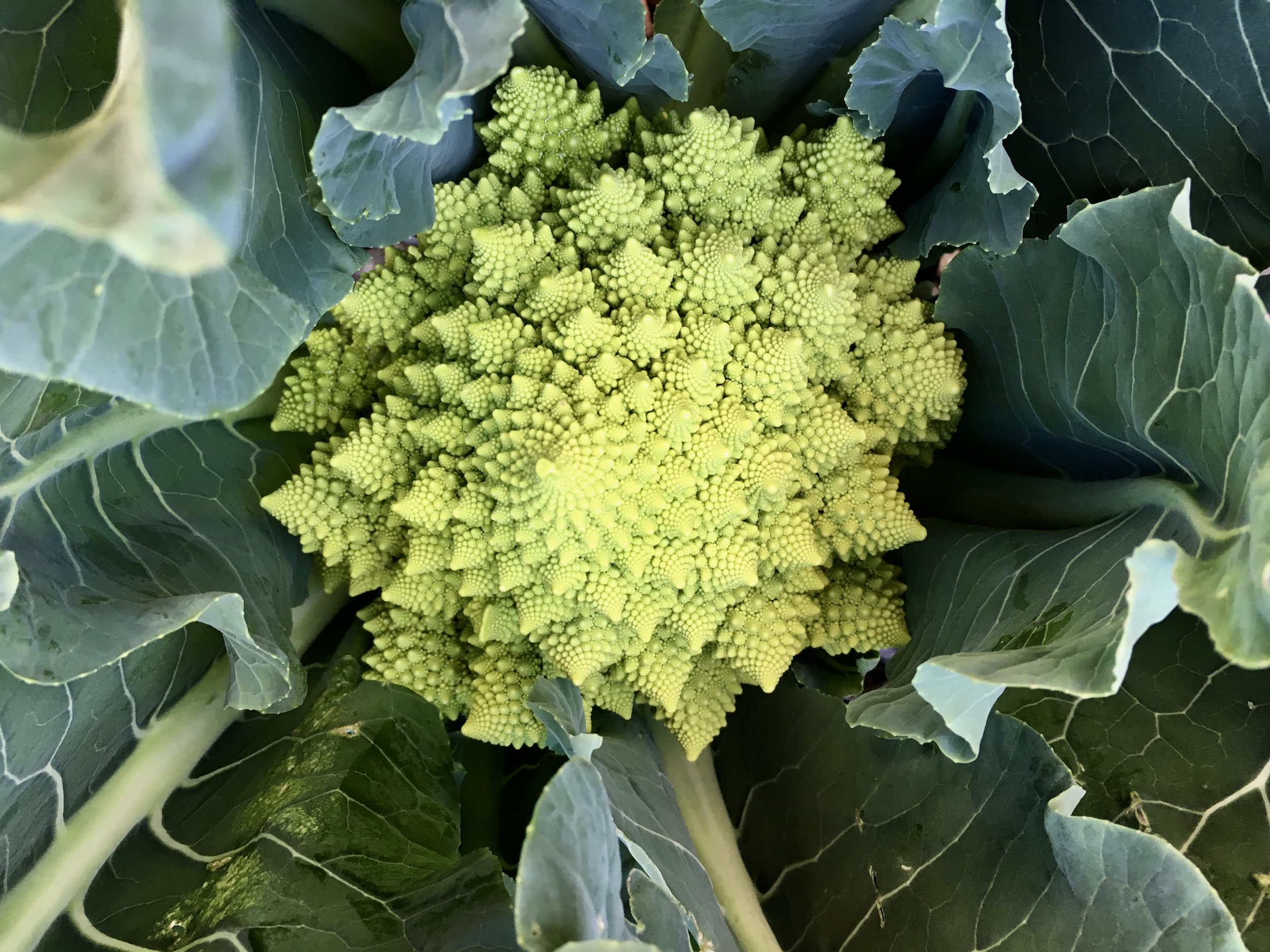 Romanesco cauliflower or Romanesco broccoli if you prefer.