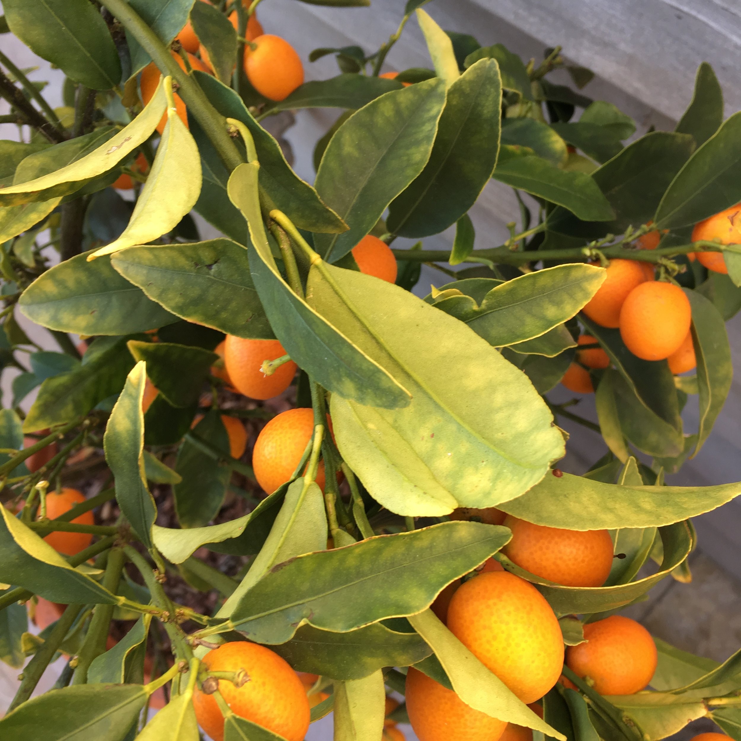 Kumquats and Marmalade