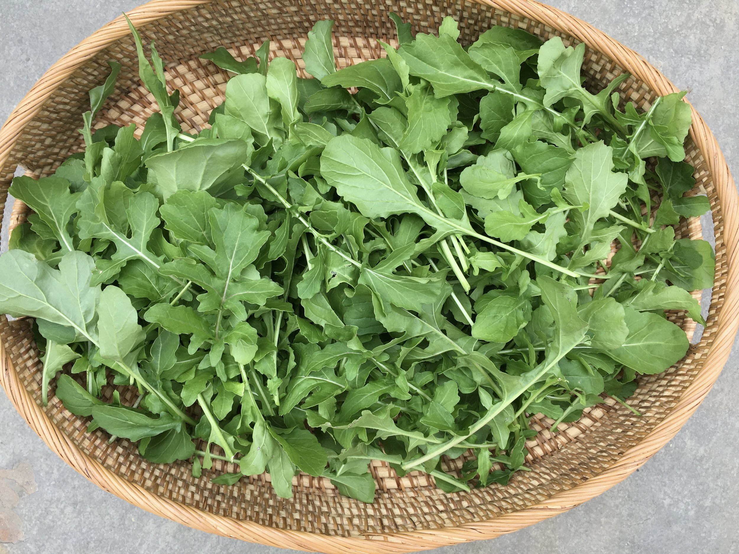 Arugula sheared, literally.