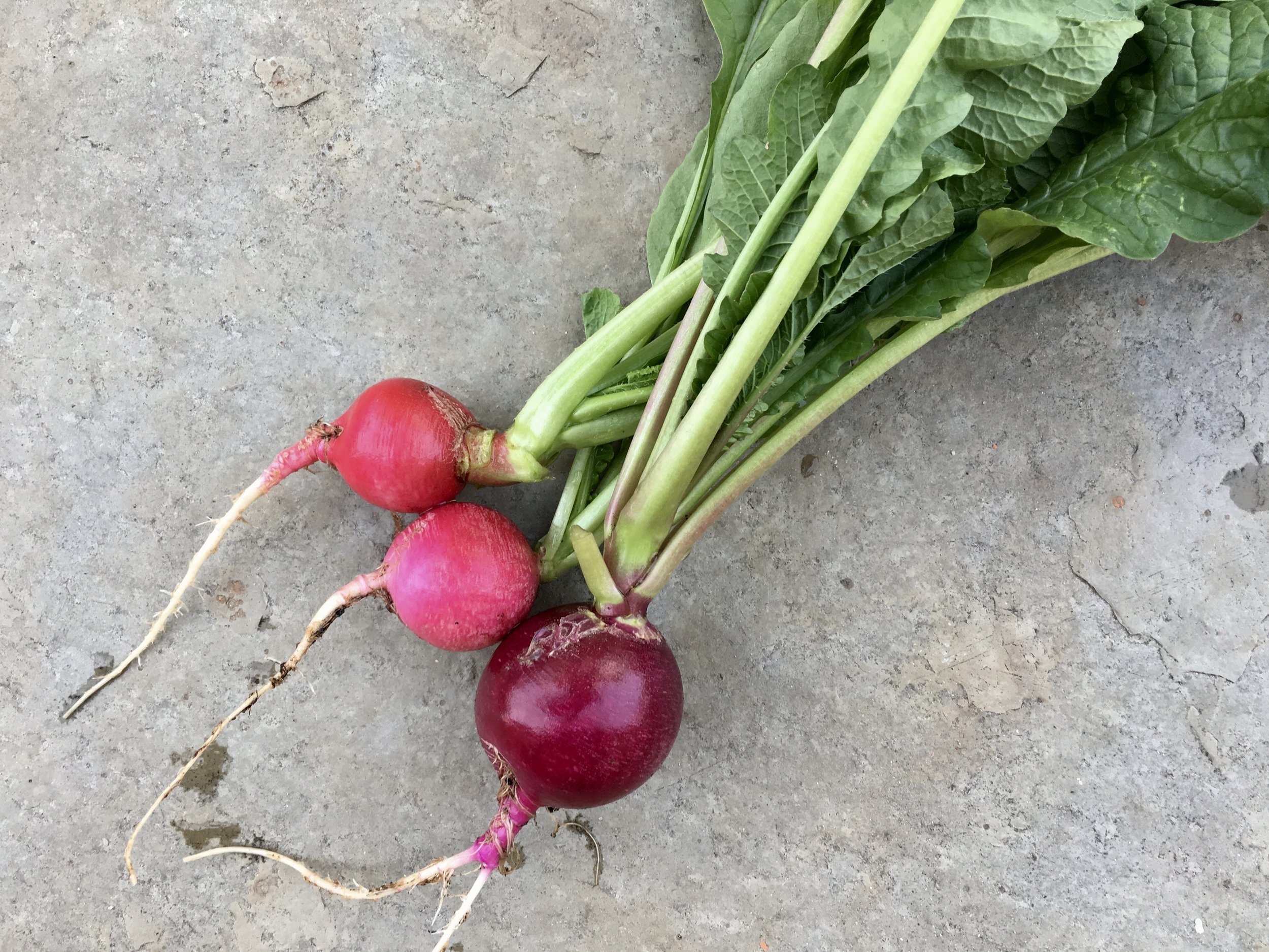 ‘Easter Egg II’ radishes