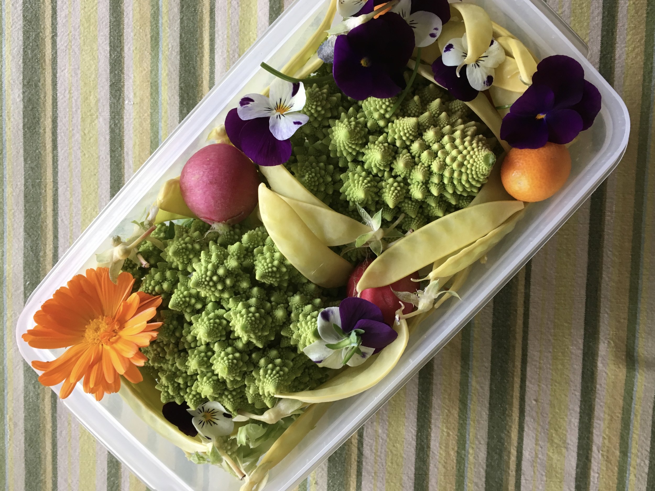 Here’s a container of garden goodness I packed in my suitcase for my trip to the Pacific Northwest. Most every time I travel with veggies and fruit in my suitcase, TSA wants to take a look.