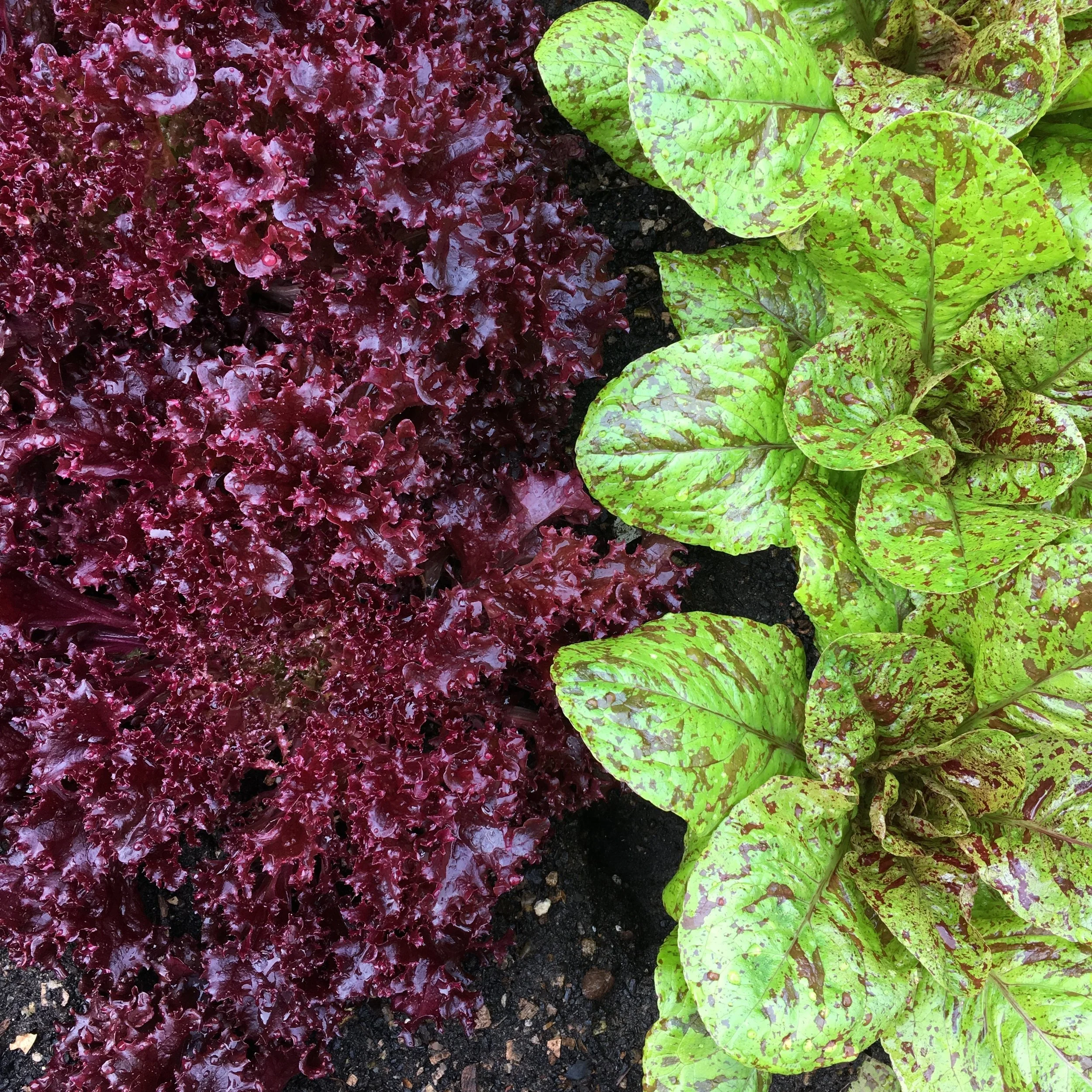 "To Make the World More Beautiful..."