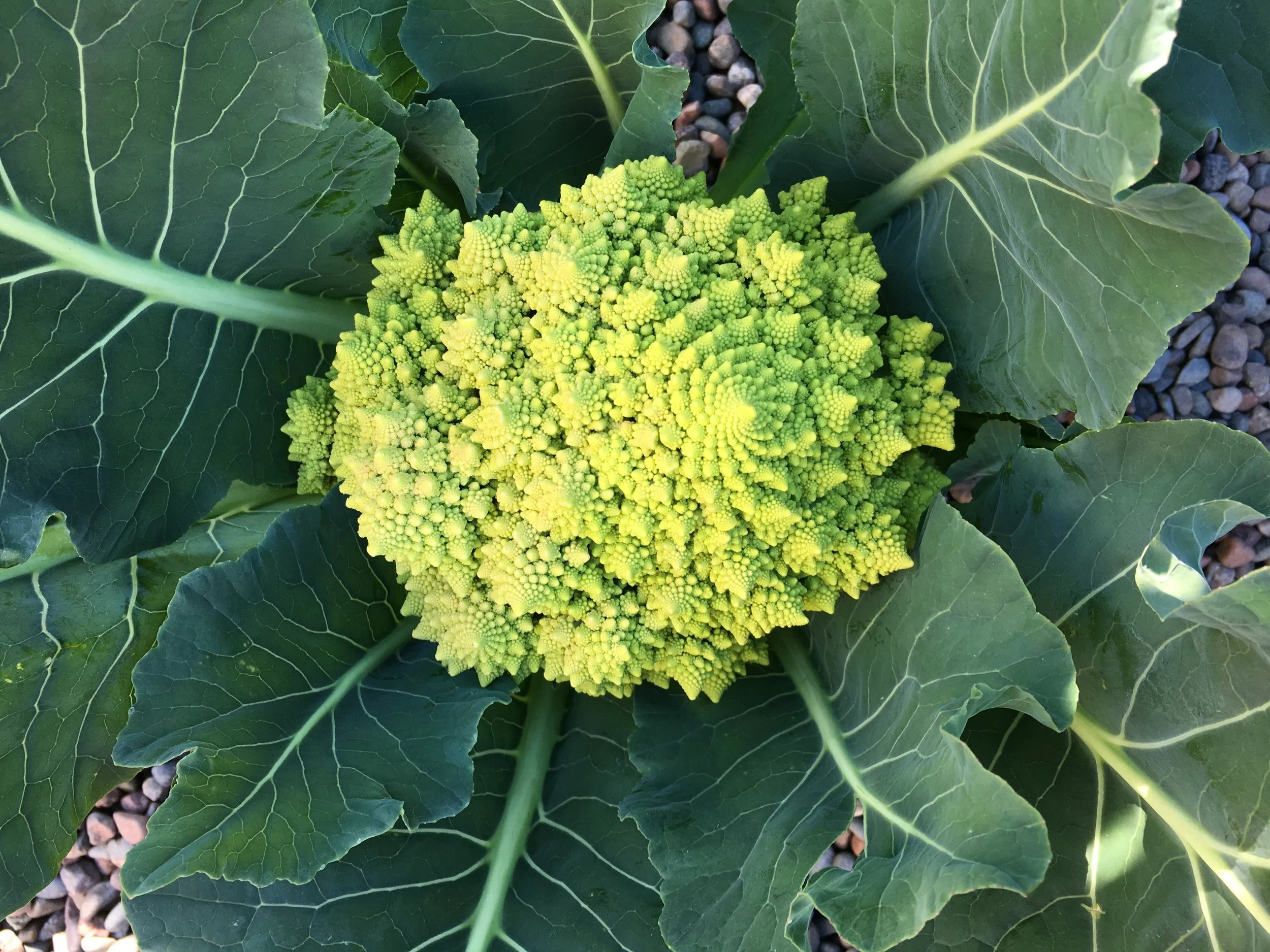 I introduced a friend visiting from Massachusetts to Romanesco. She knew about fractals but had never seen this chartreuse, fractal vegetable. I roasted individual florets with olive oil and salt.