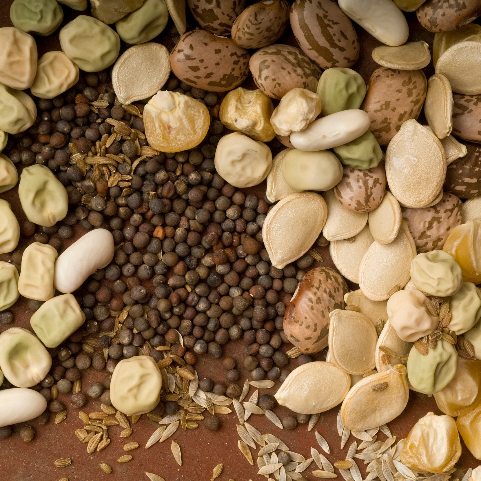 The Story of Seeds from Breeding to Eating