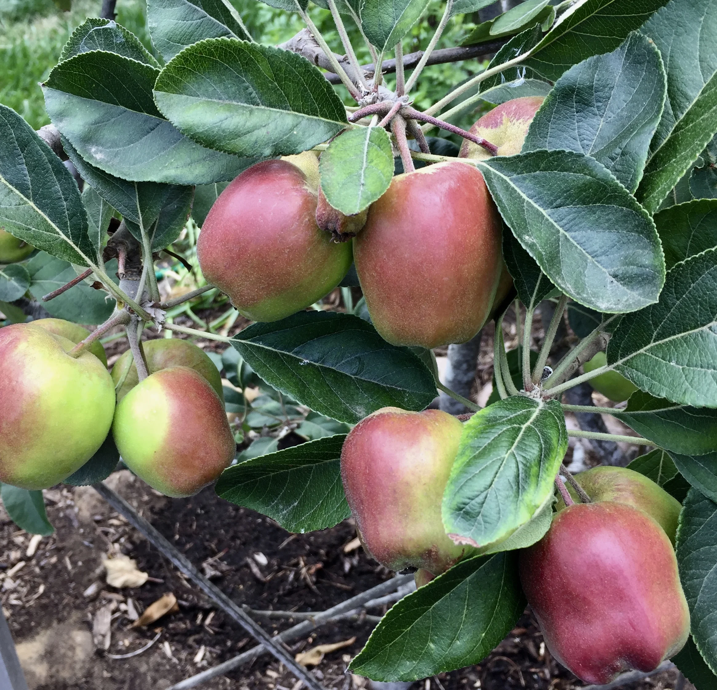 Proven Selections for the Southwestern Fruit Gardener