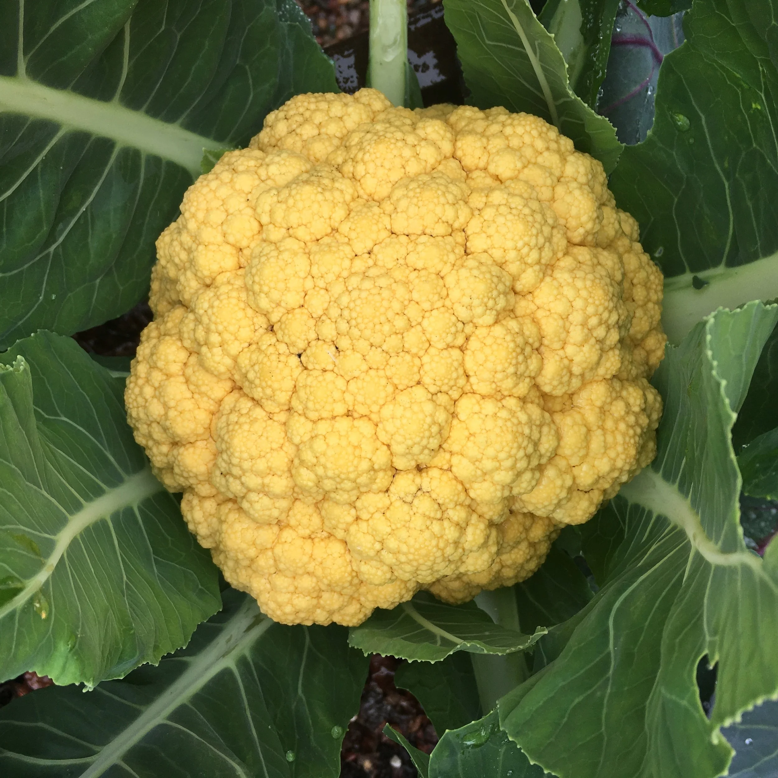 In My San Diego Garden and Kitchen