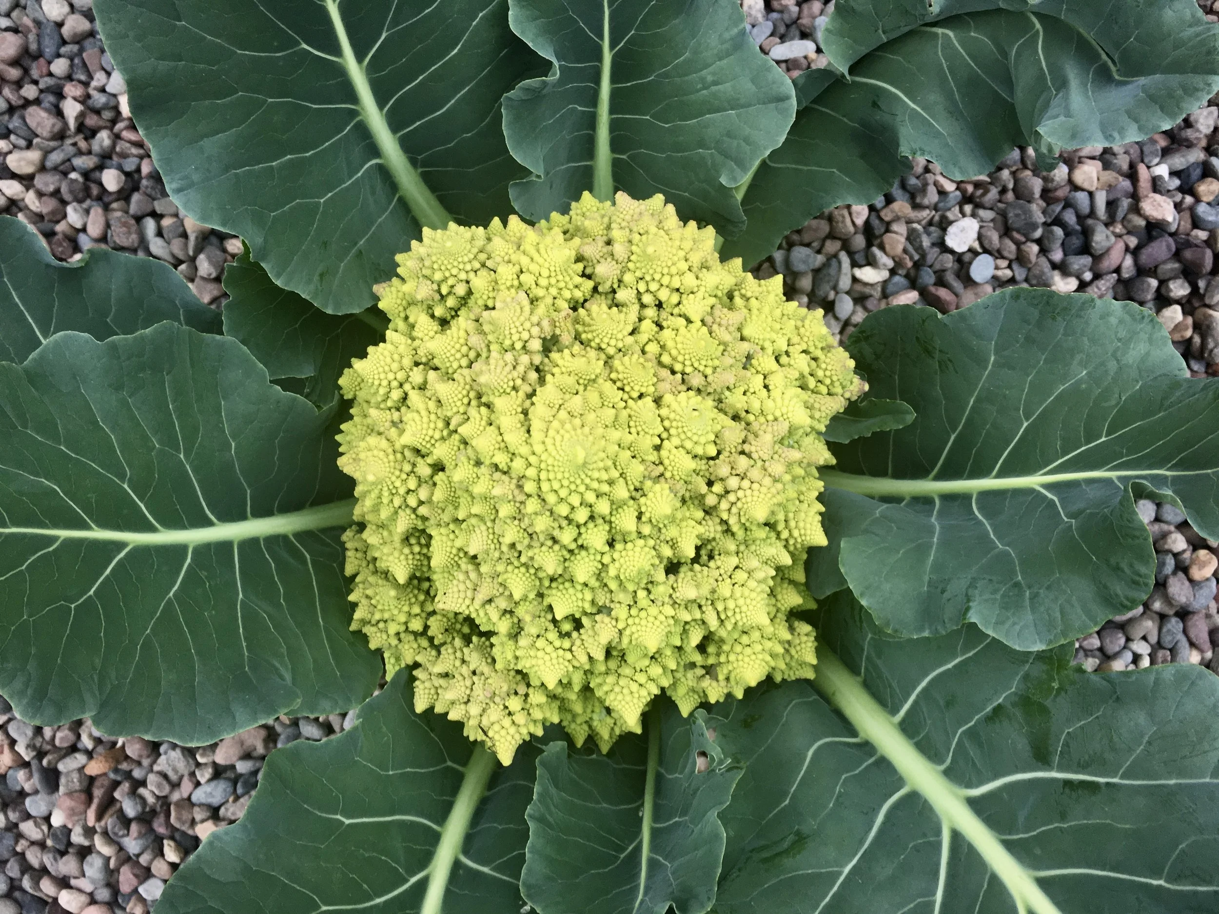 Romanesco just harvested.