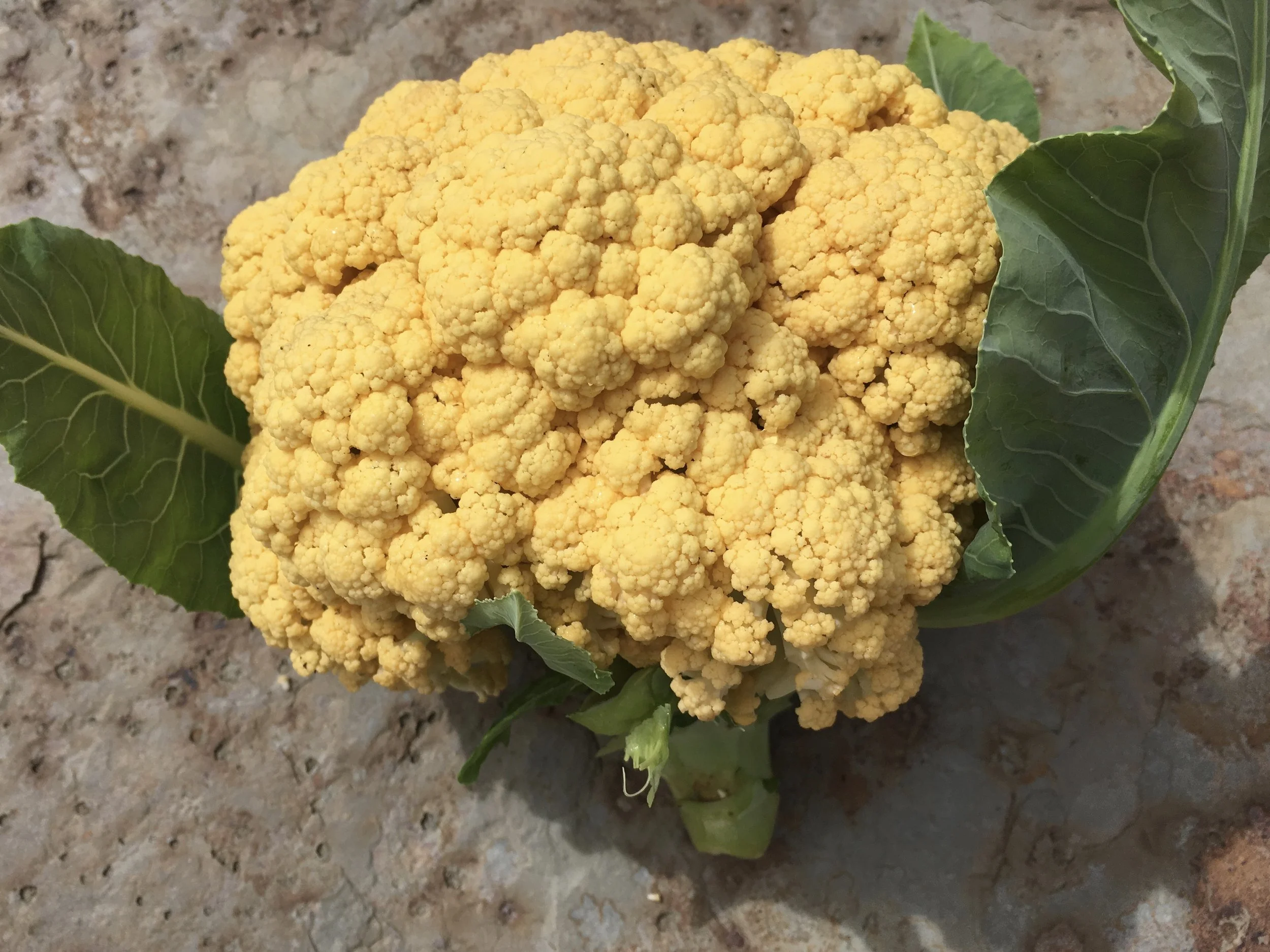 Cheddar or orange bouquet cauliflower