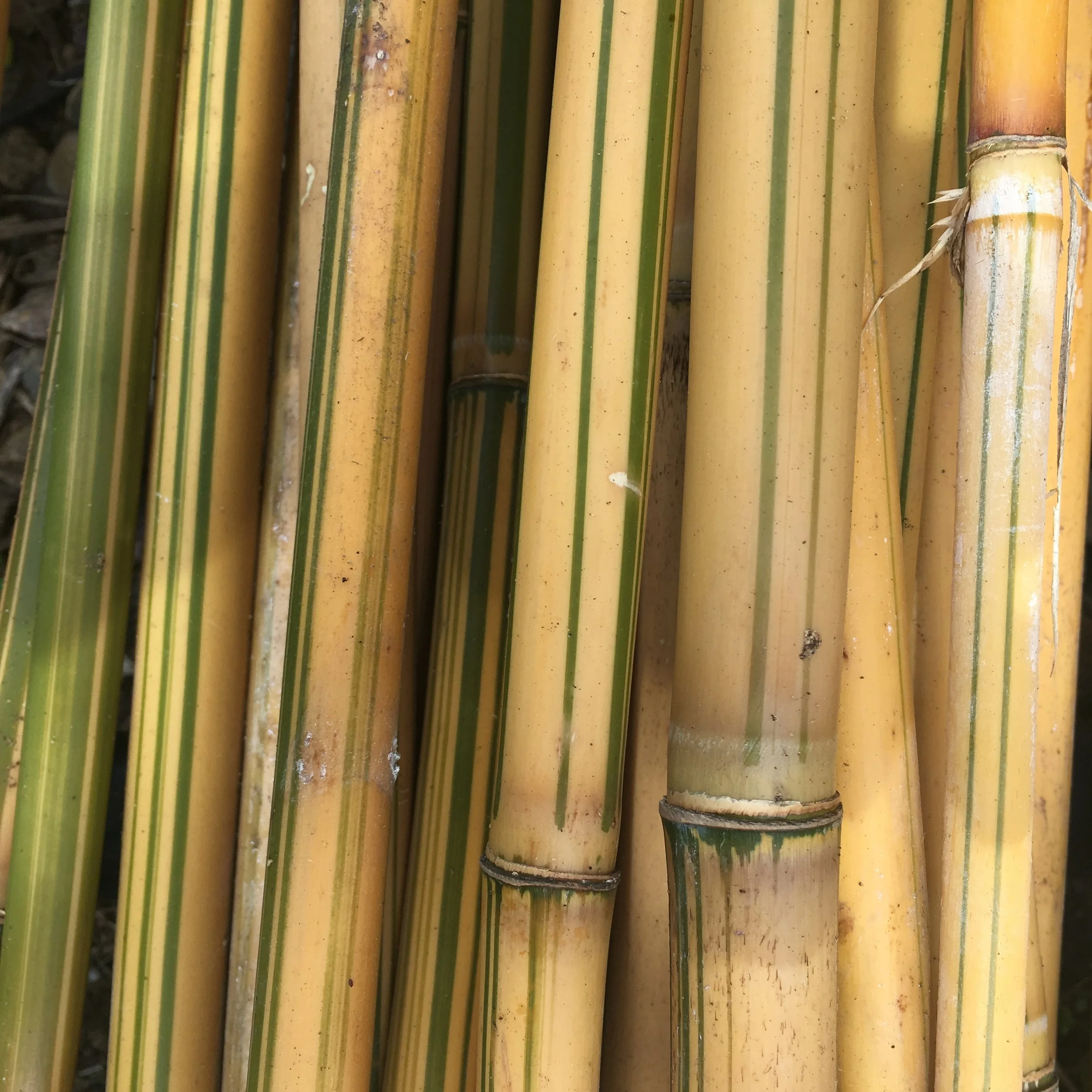 How to Build a Bamboo Tri-Pod Trellis