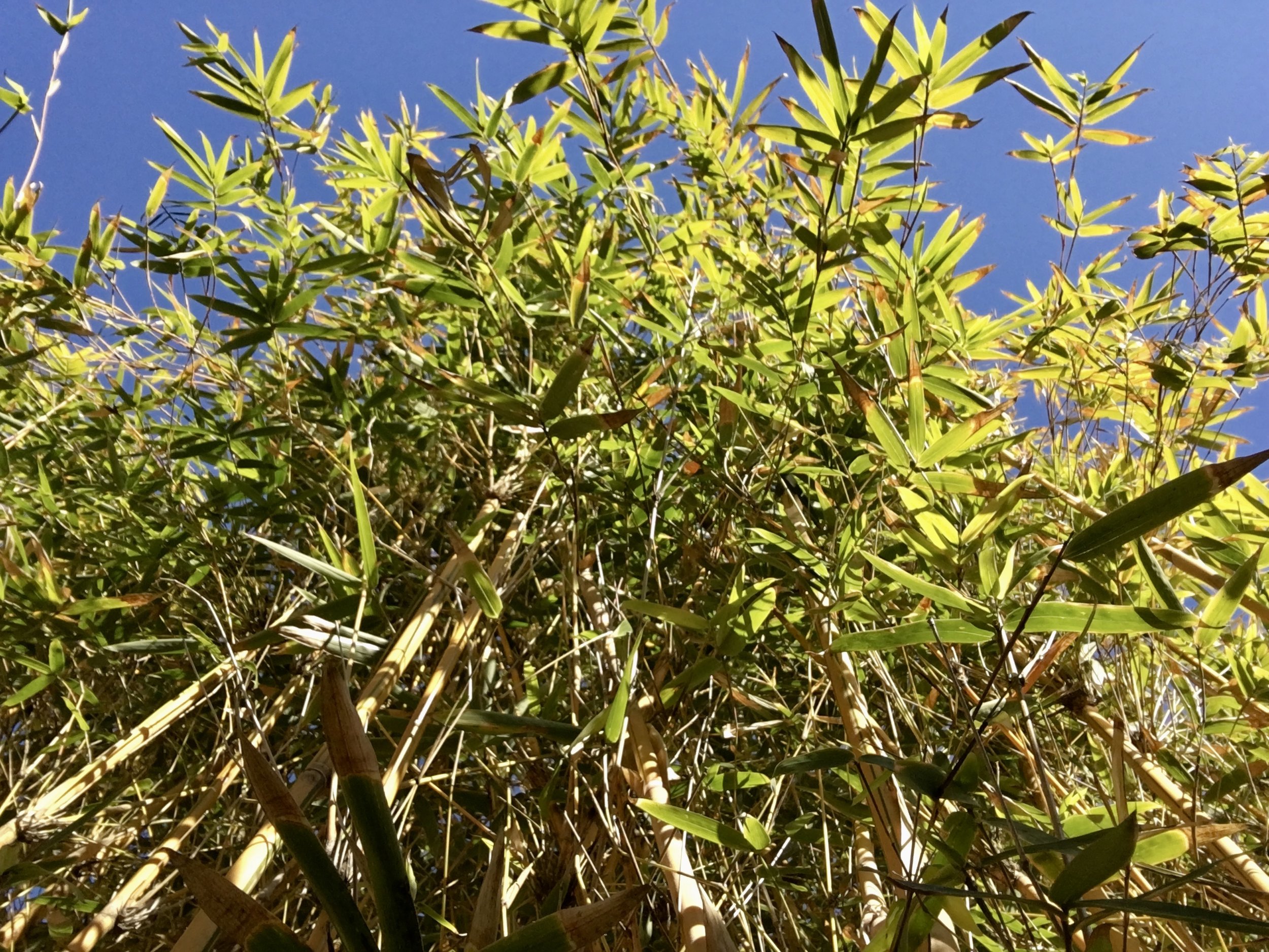 Bamboo screen in my backyard.