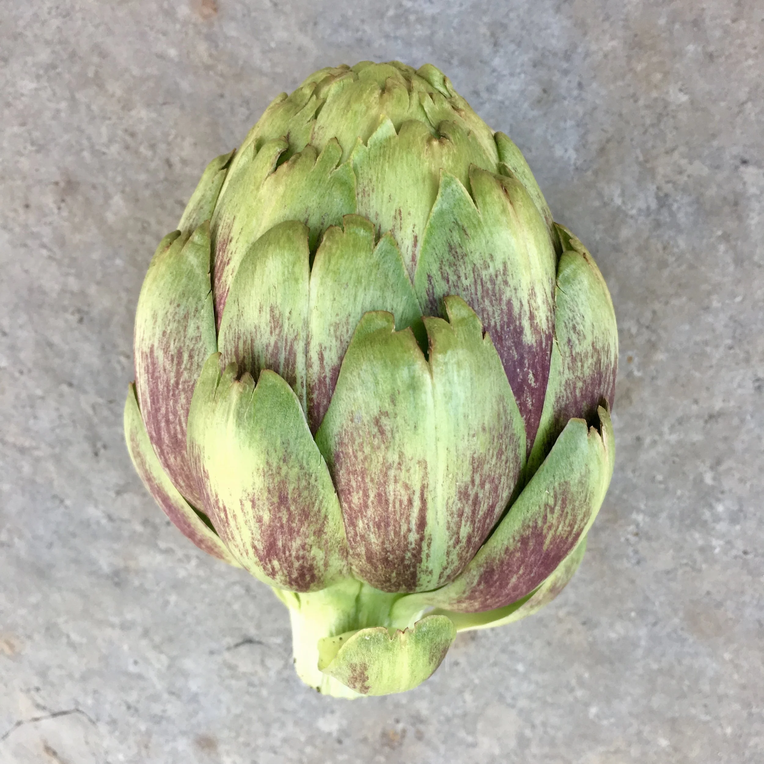 In My San Diego Garden and Kitchen