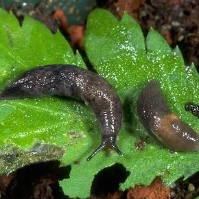Slugs and Poetry