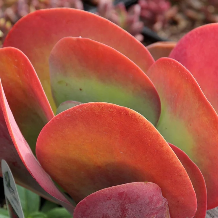 A Succulent Diversion