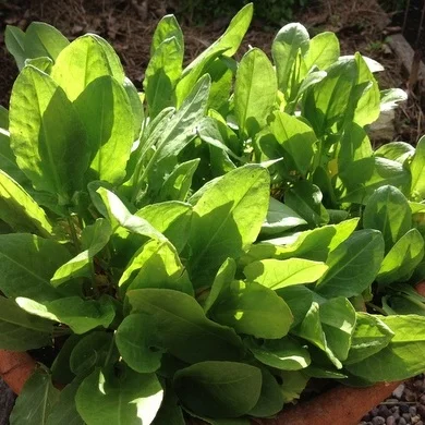French Sorrel--Part 1