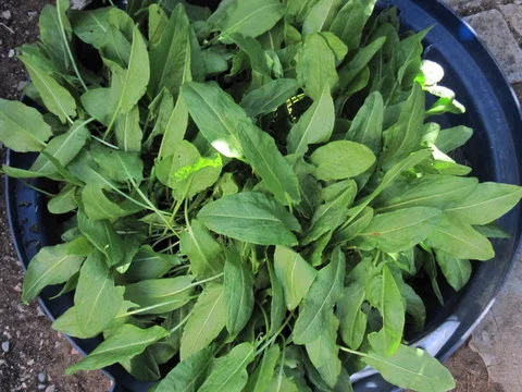 sorrel in trash can lid.jpeg