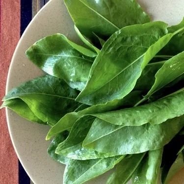 French Sorrel—Part 3