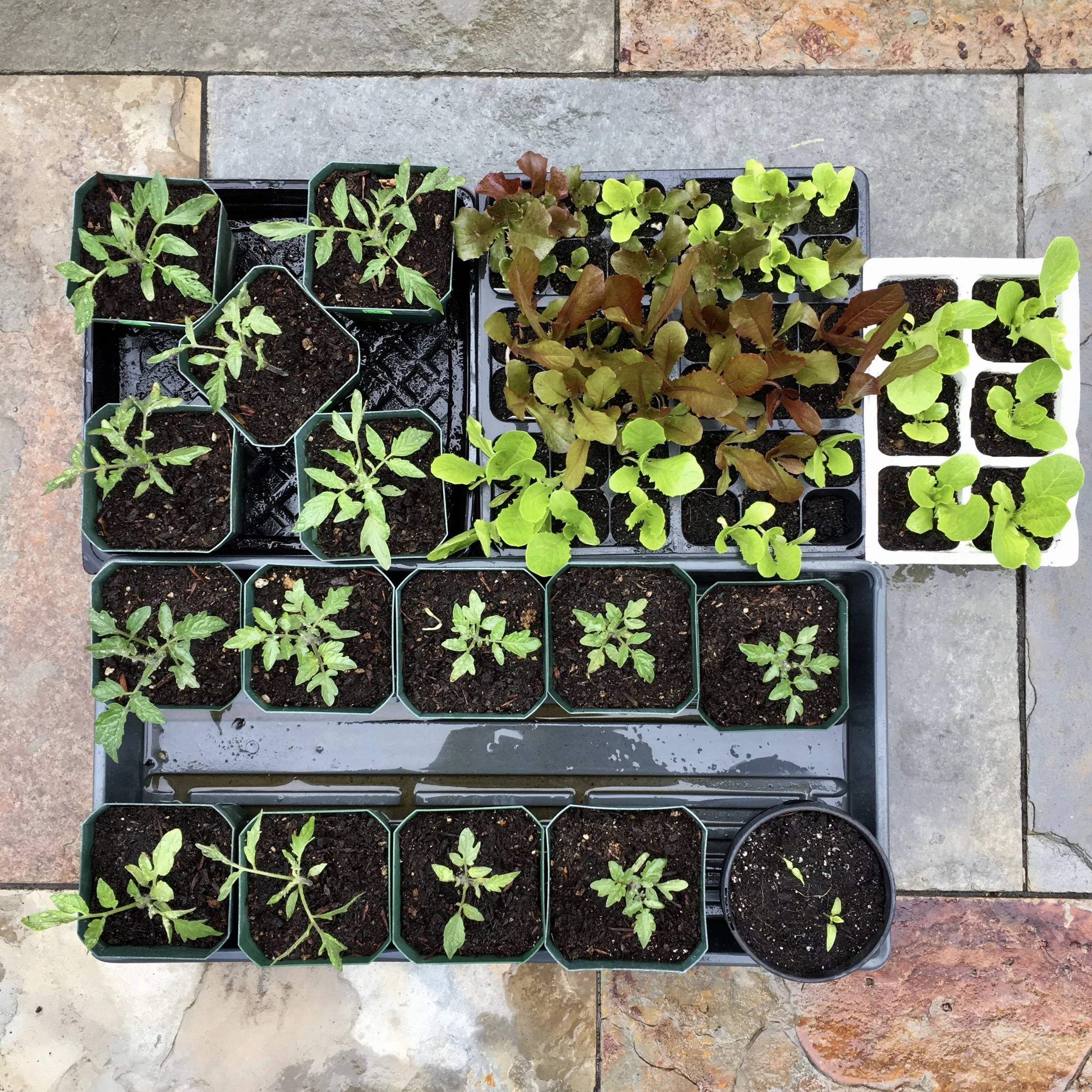 Growing from Seed and Transplanting Seedlings