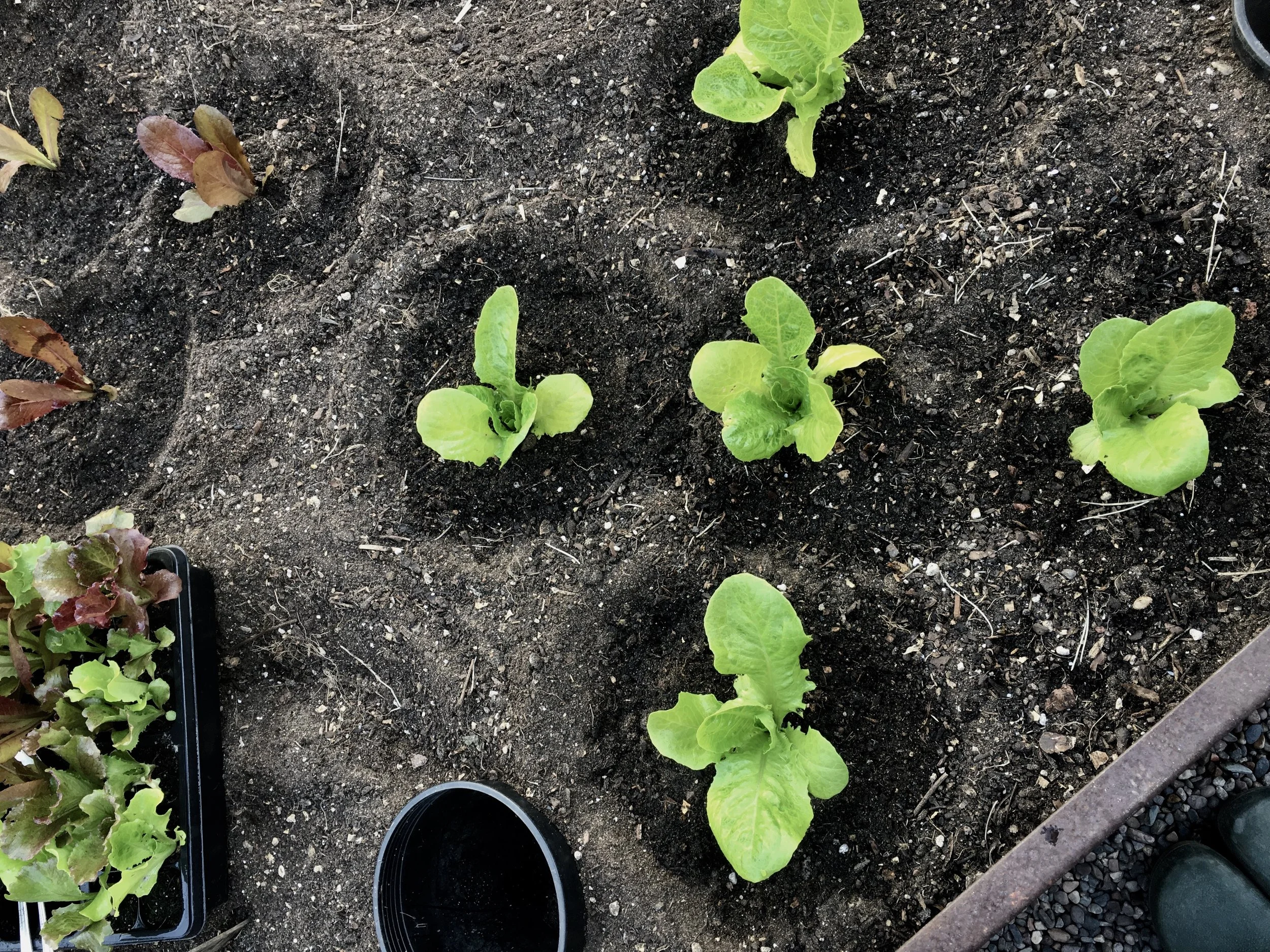 Jericho and Cimarron lettuces.