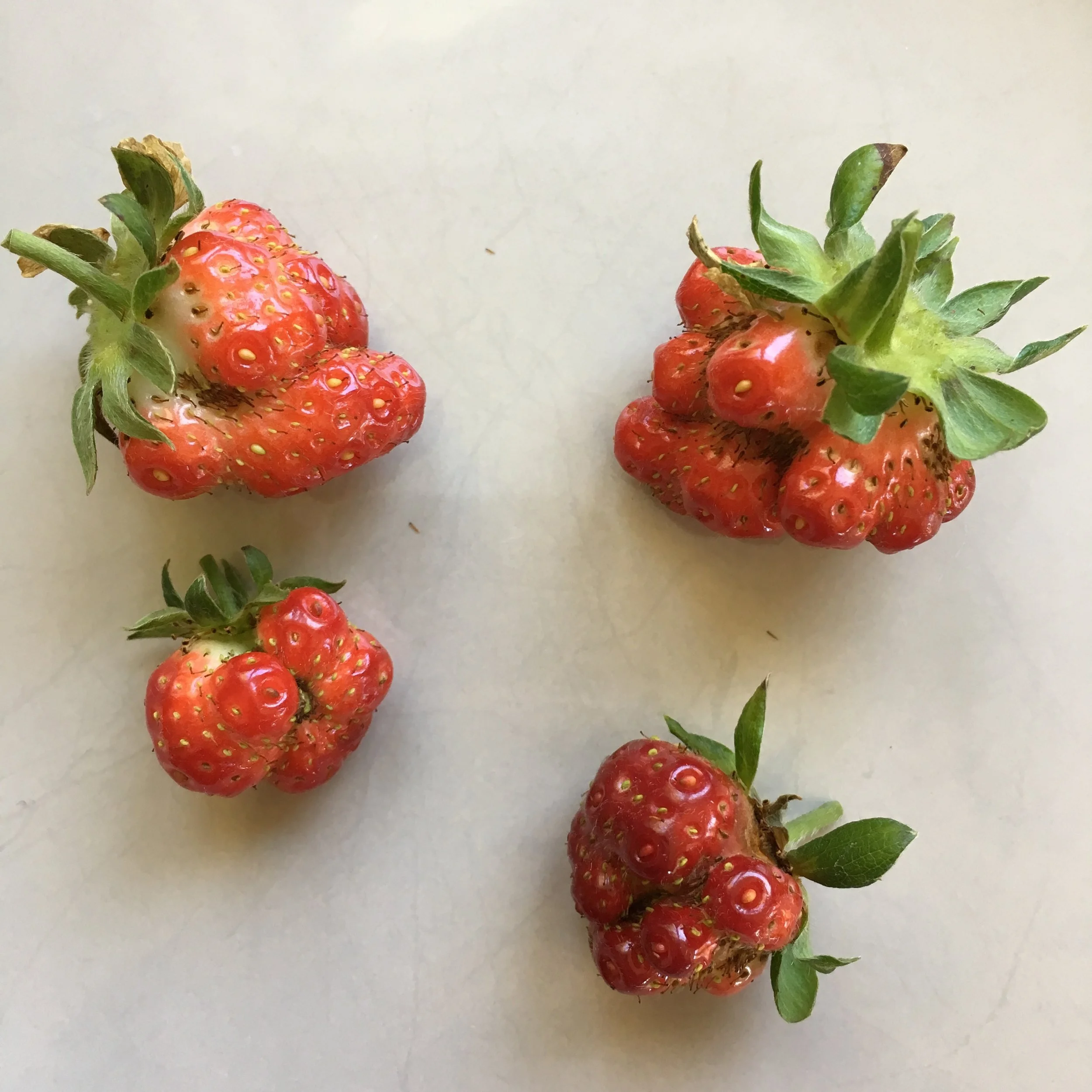 Misshapen Strawberries