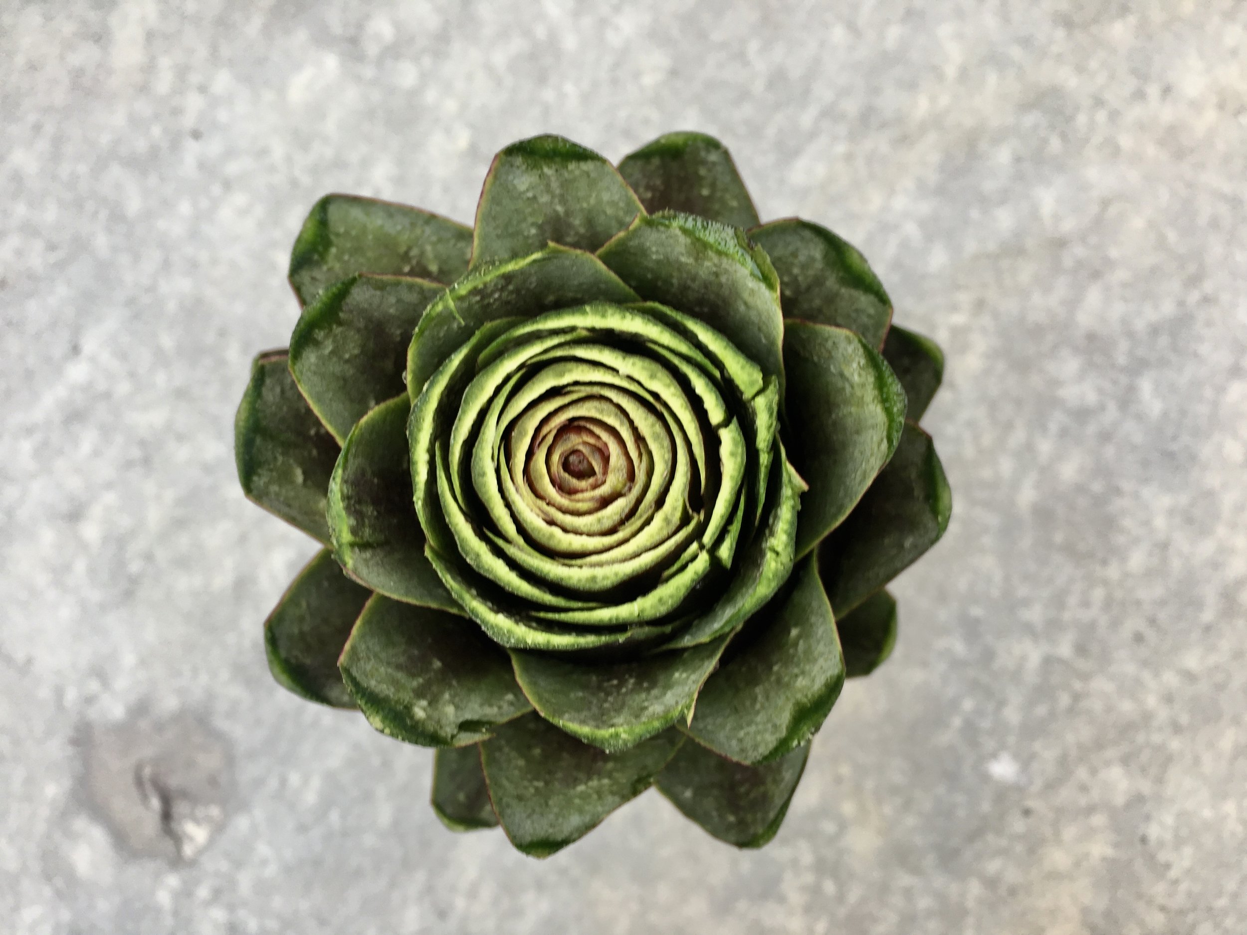 Here’s the Violetta artichoke prepped for cooking. There’s a lovely symmetry to it I deemed worthy to capture.