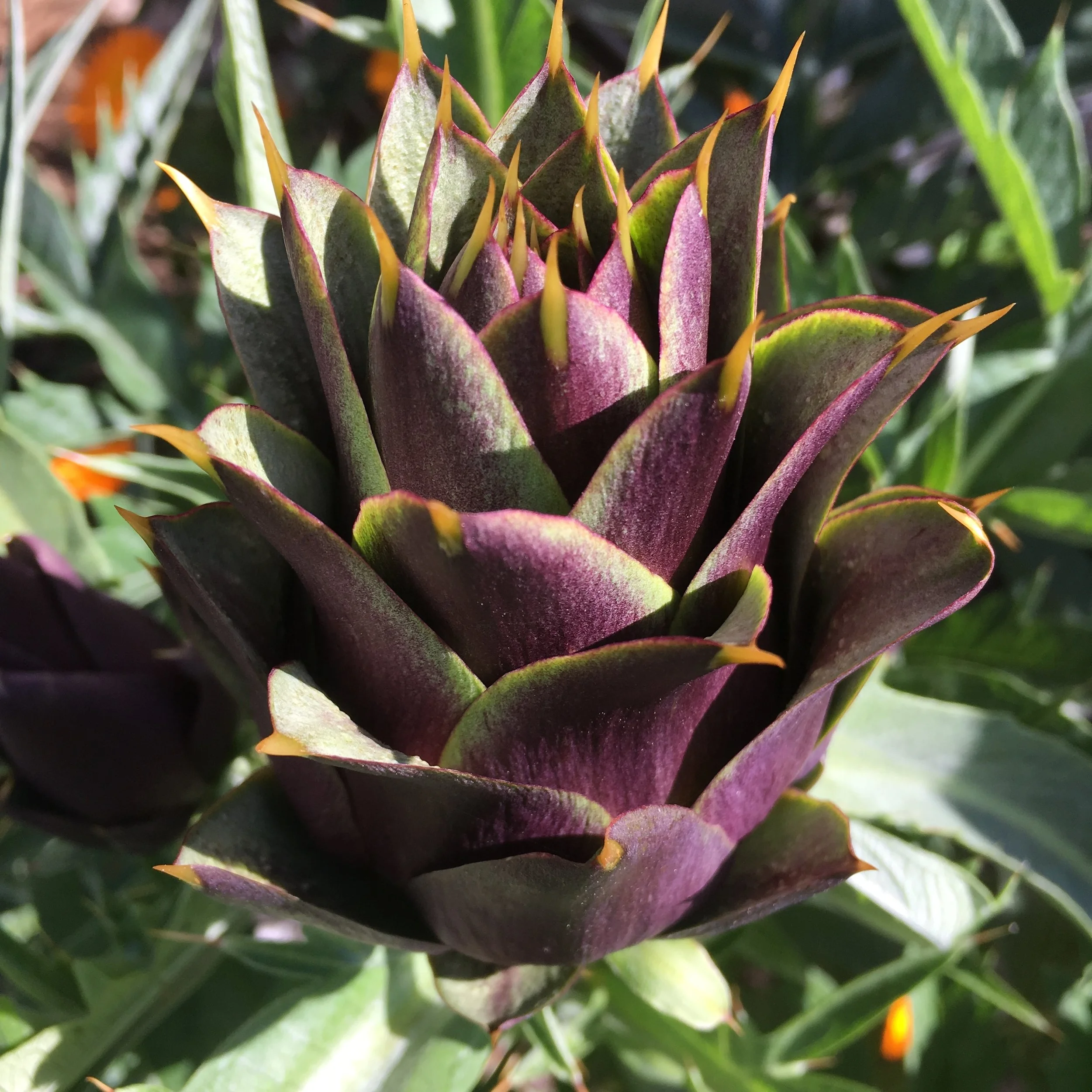 In My San Diego Garden and Kitchen