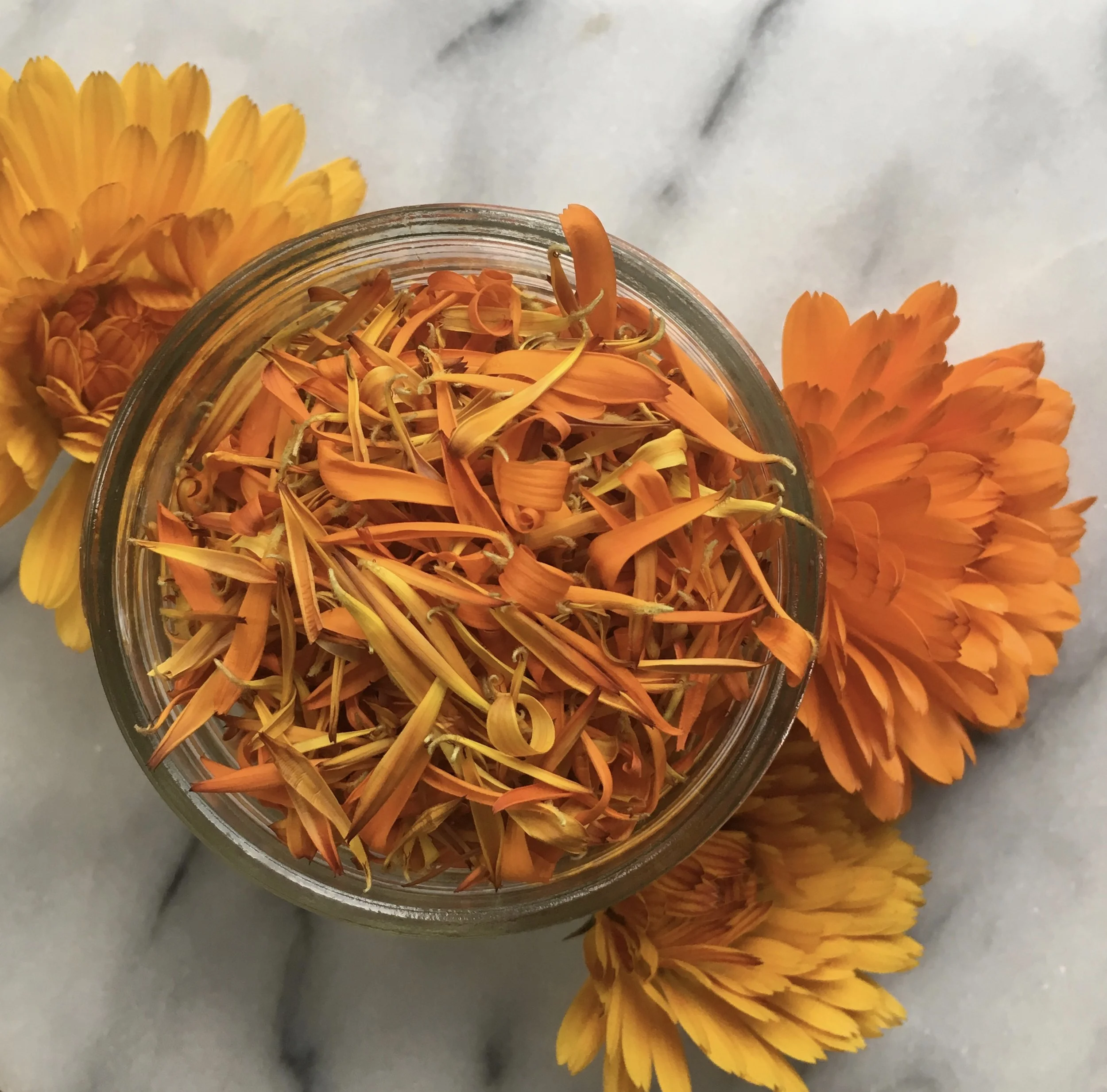 In My San Diego Garden and Kitchen