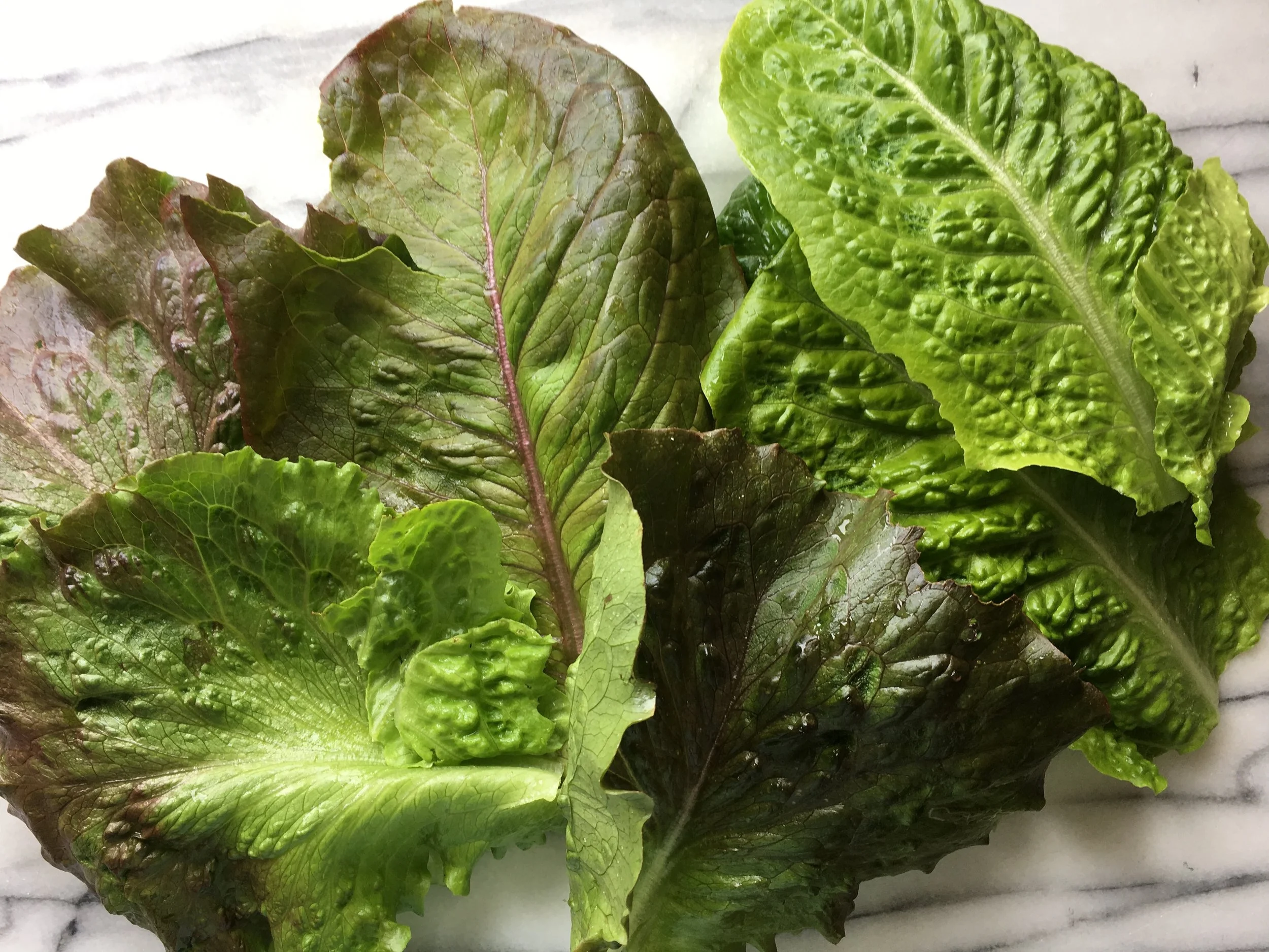 Here’s what I gathered for a salad last night—’Jericho,’ ‘Cimarron’ and lettuce from a summer mix.