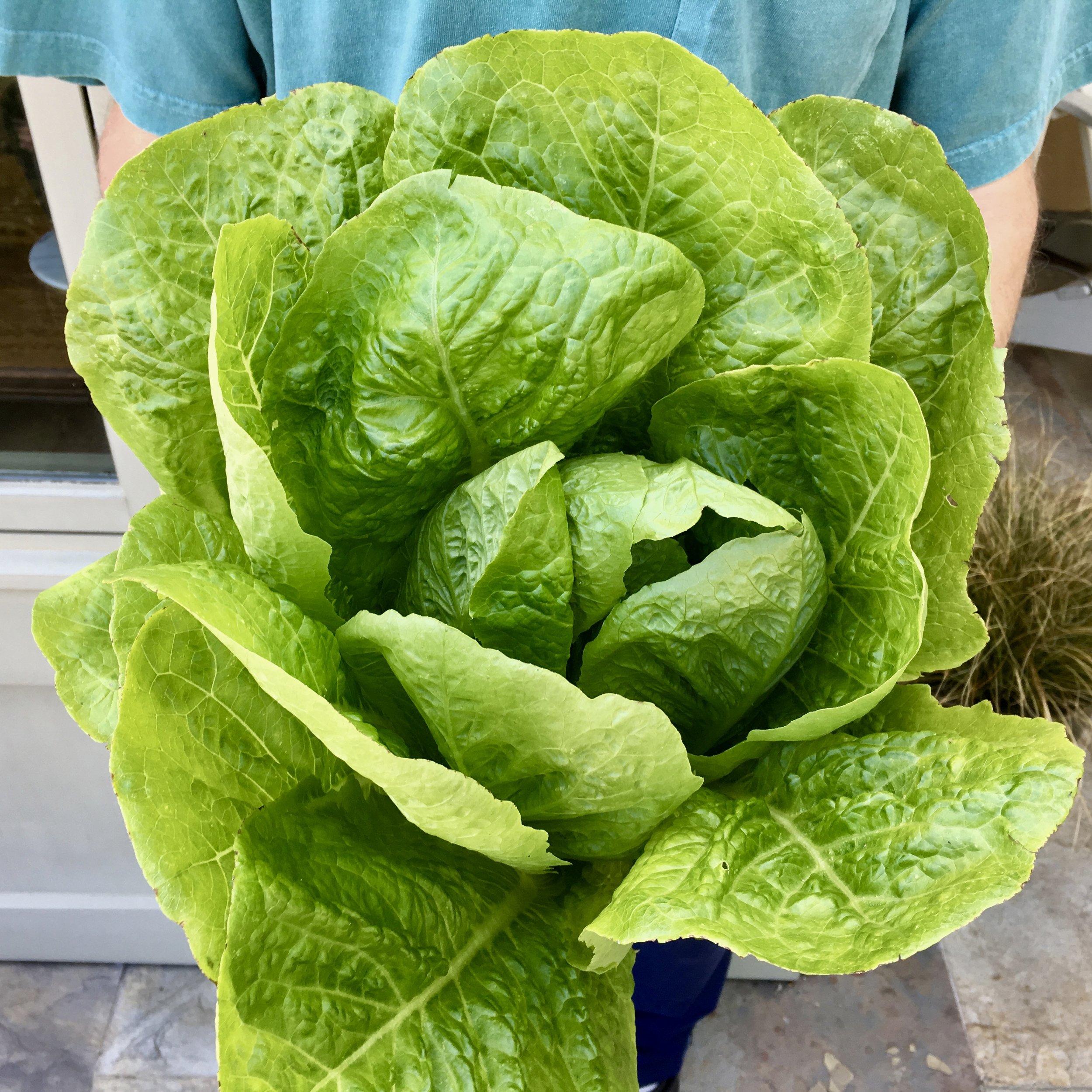 In My San Diego Garden and Kitchen