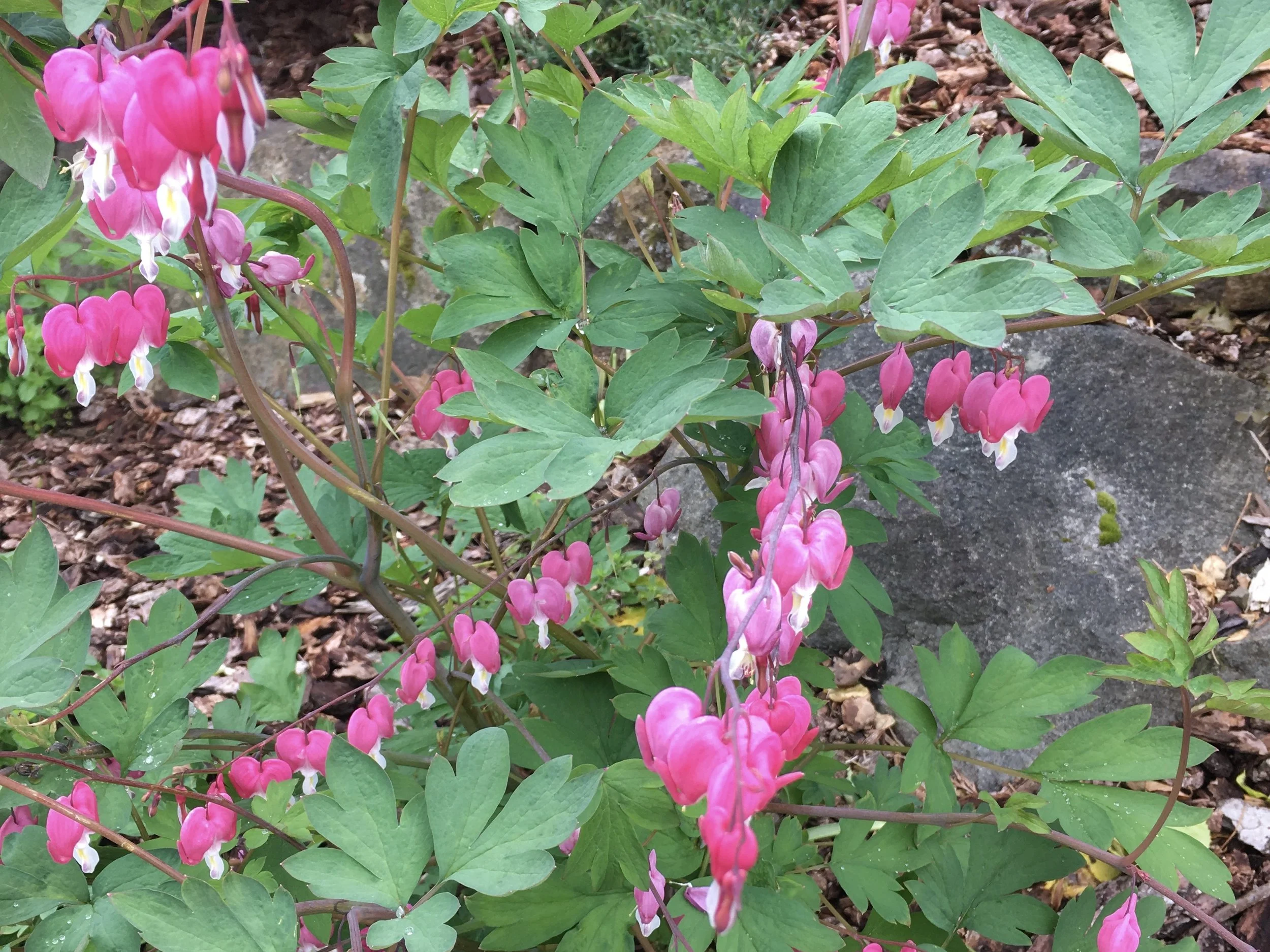 Dicentra, Bleeding Heart.