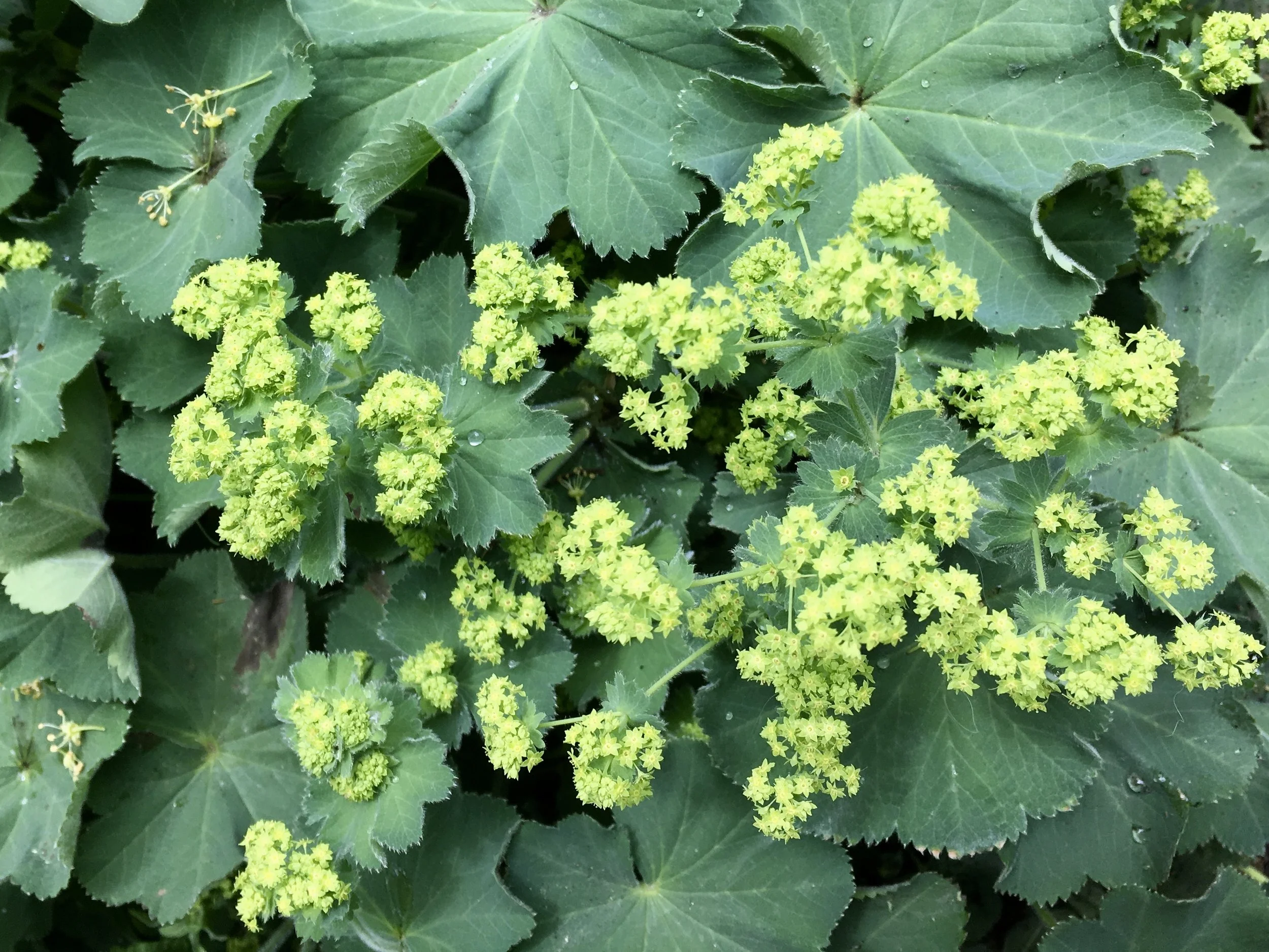 Alchemilla mollis, Lady’s Mantle