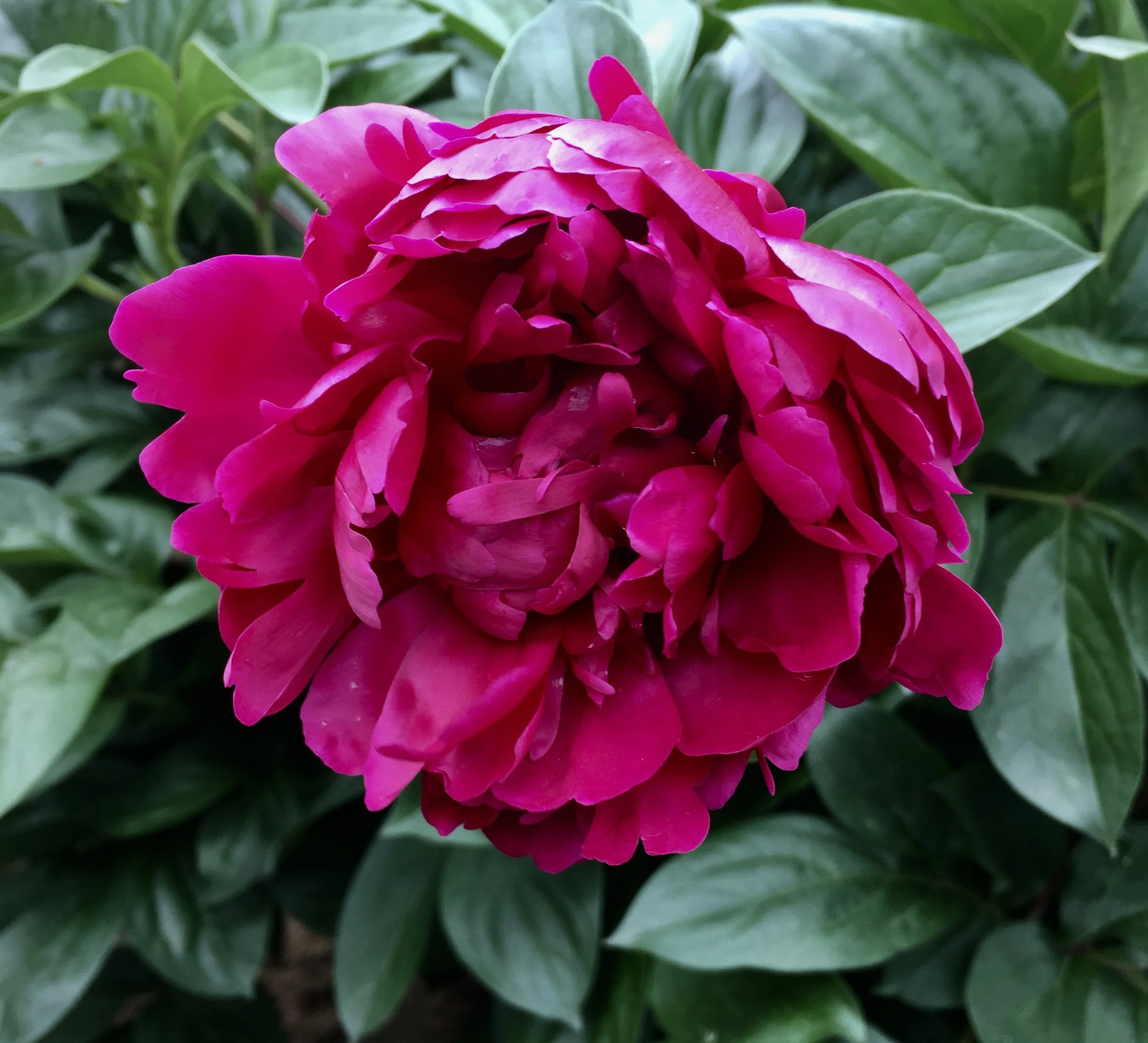 Peonies