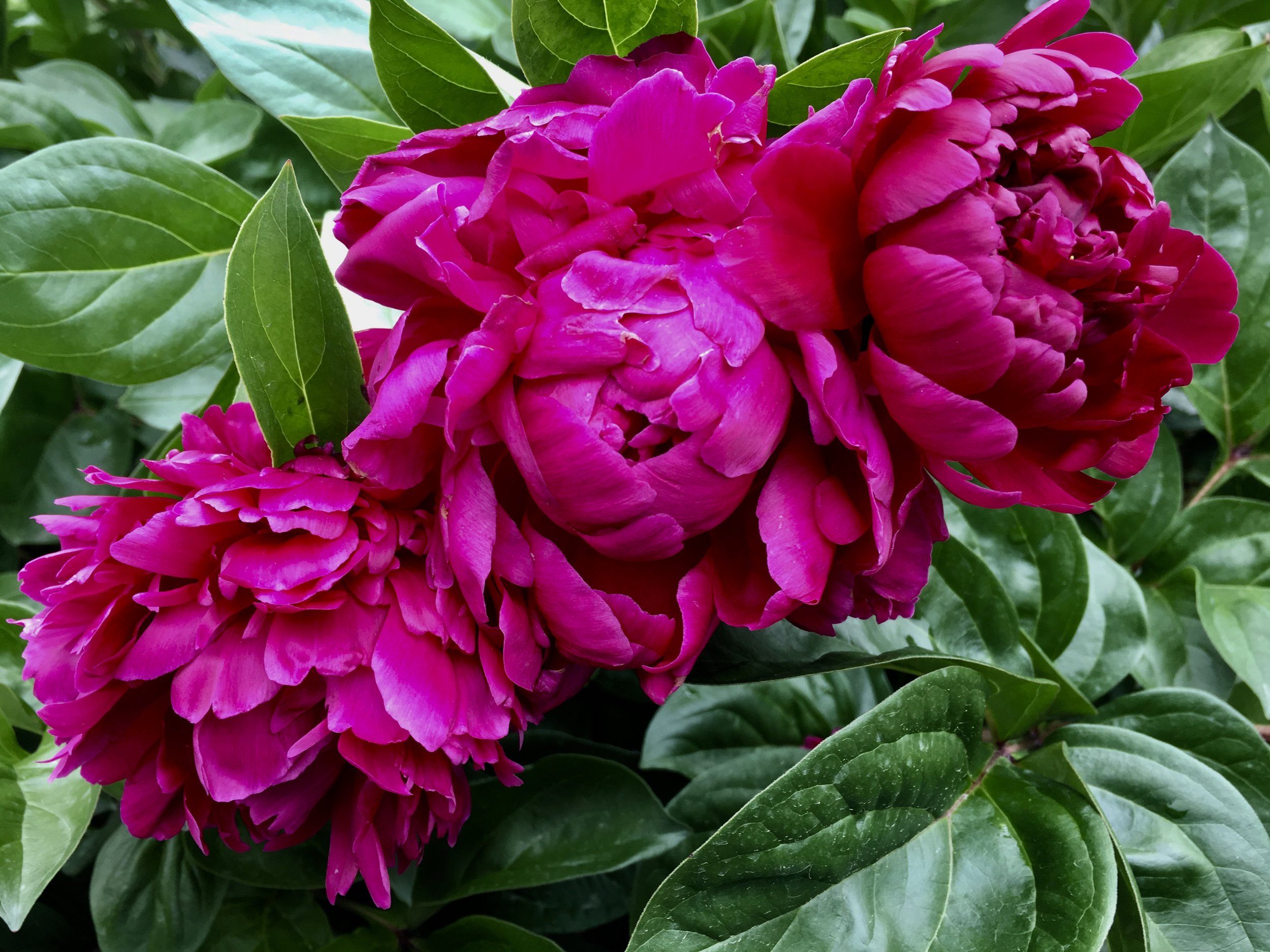Peonies on a recent trip to China.