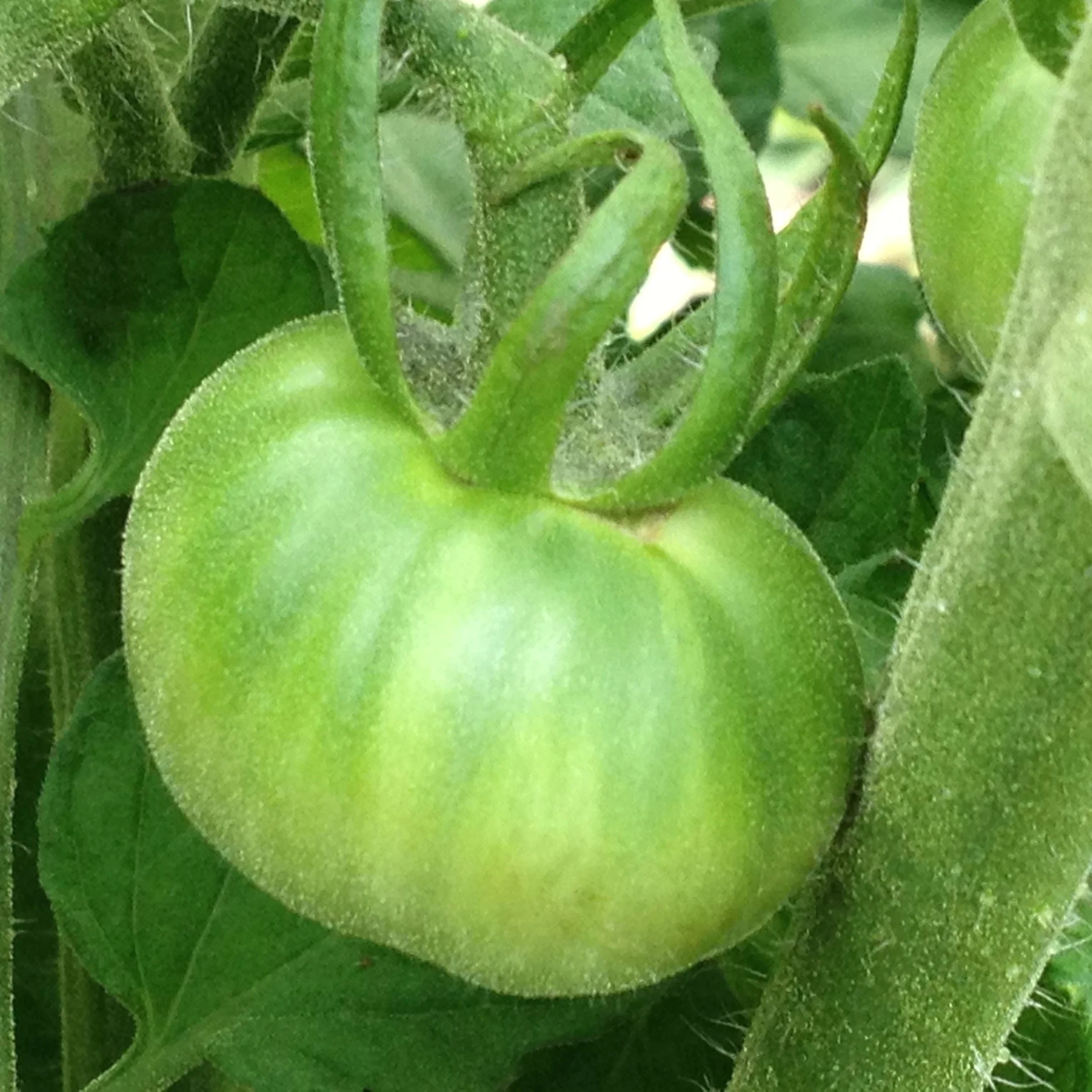 Tomato Growing Tips