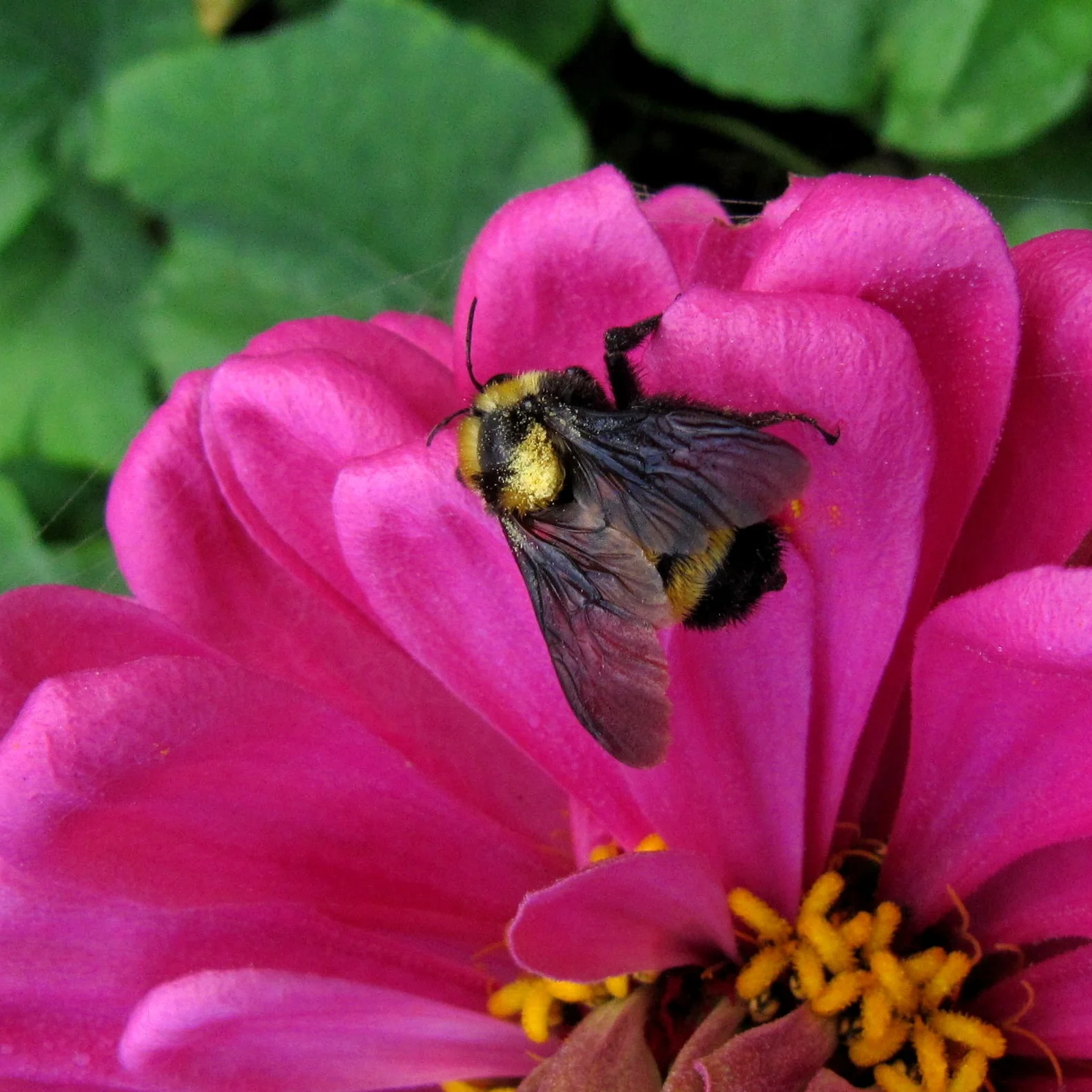 Zinnias and Veggies