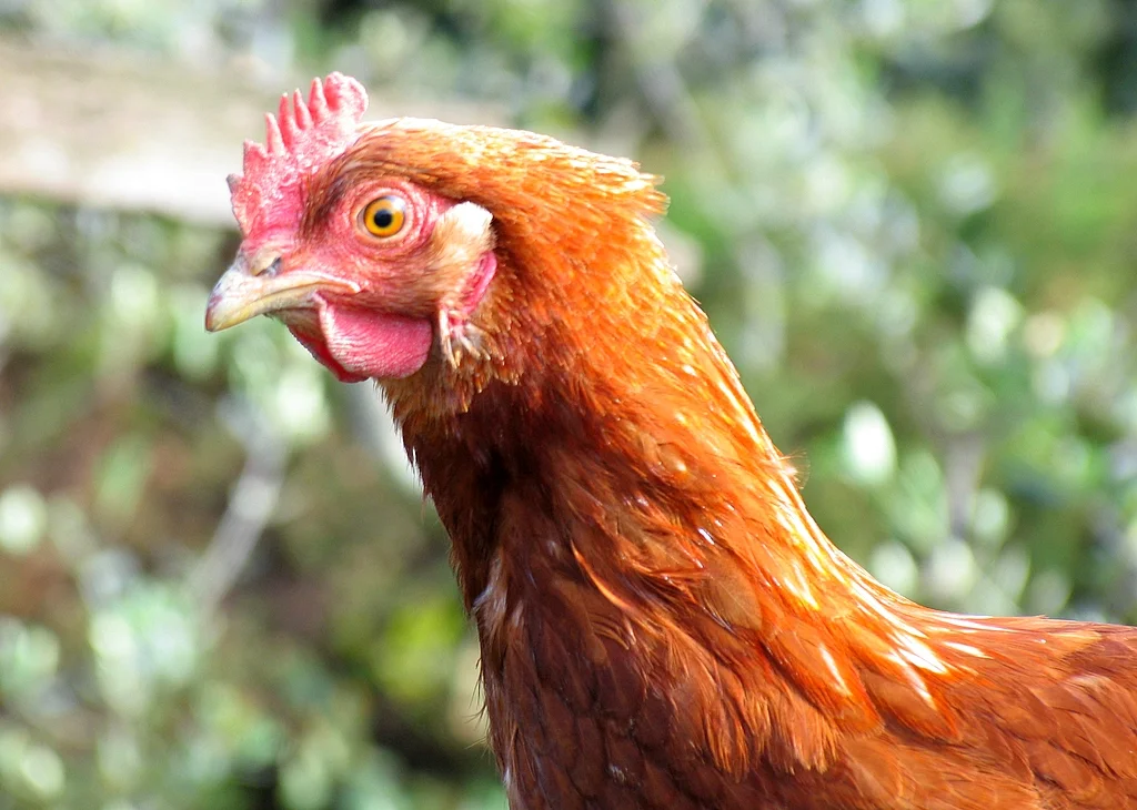 Chicken_portrait.jpg