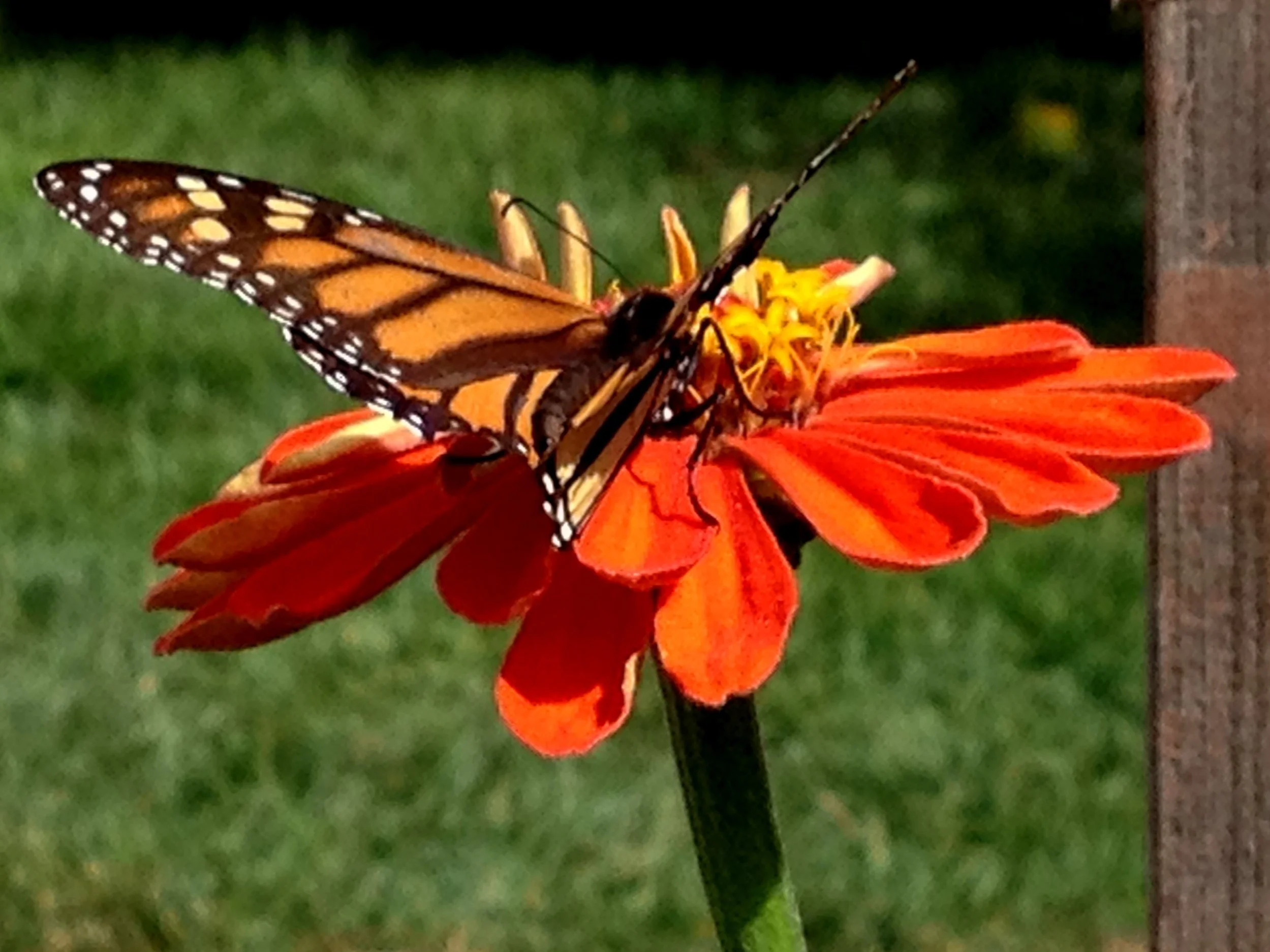 EG+Monarch+%26+Zinnia+FS.jpg